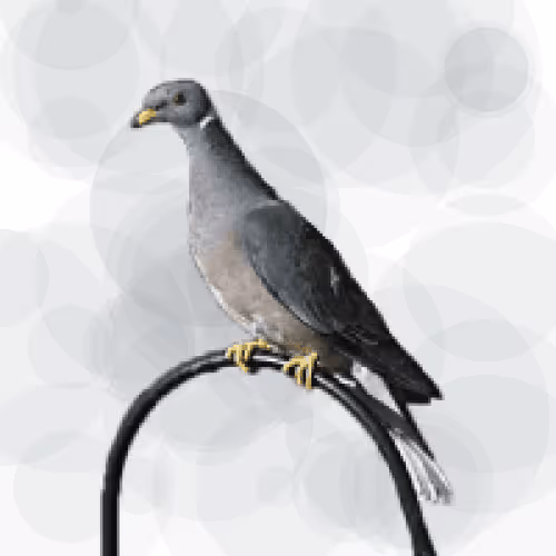 Seamorphus Pigeon #3