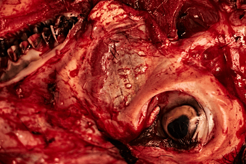 Strongest #20 - The Goat That Didn't Escape