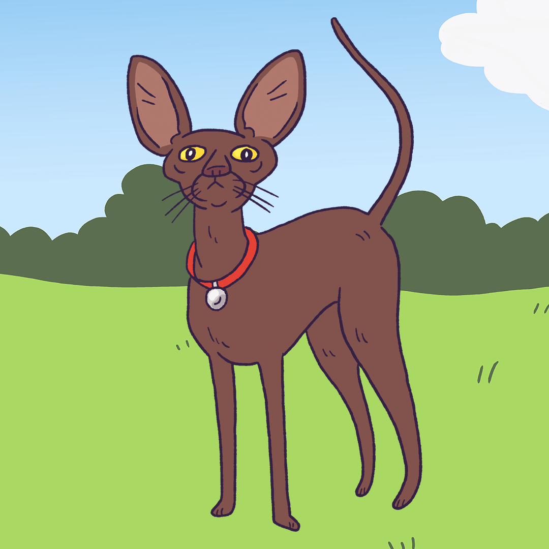 Oriental Shorthair #1676