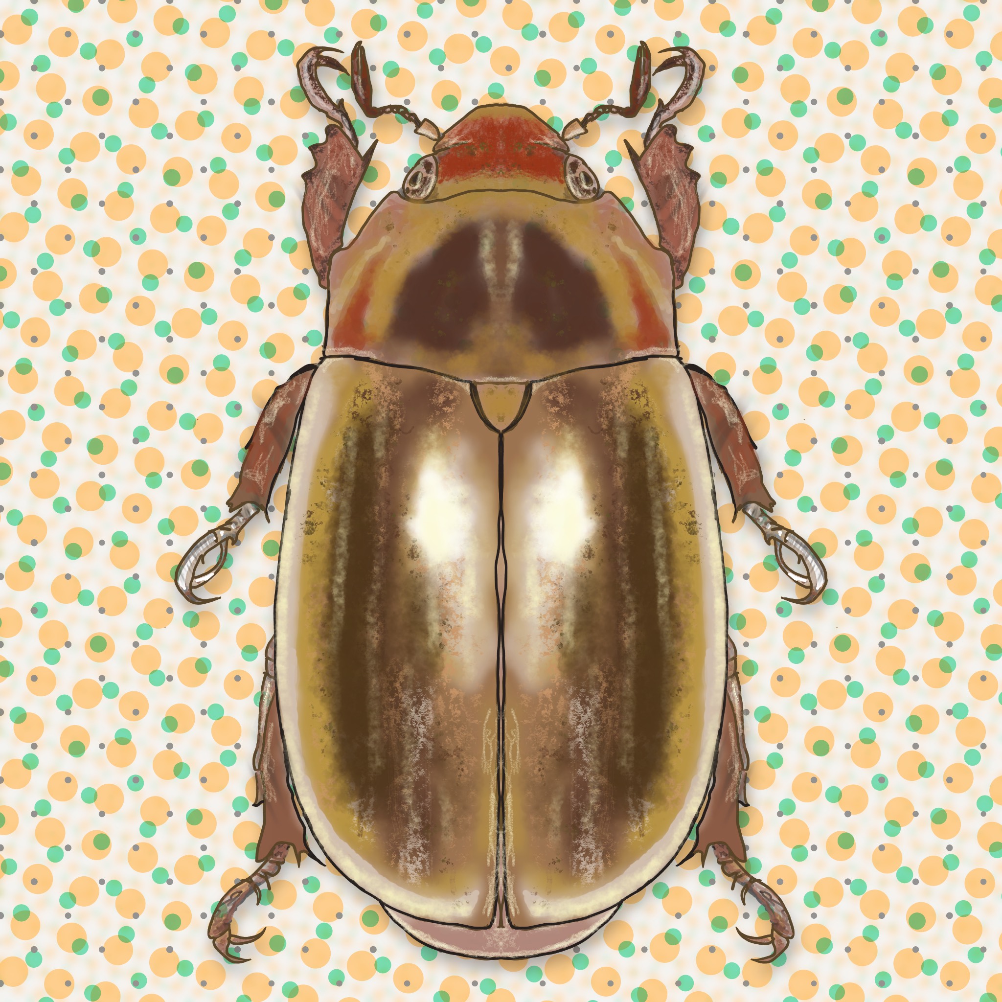 Meet the Beetles #002