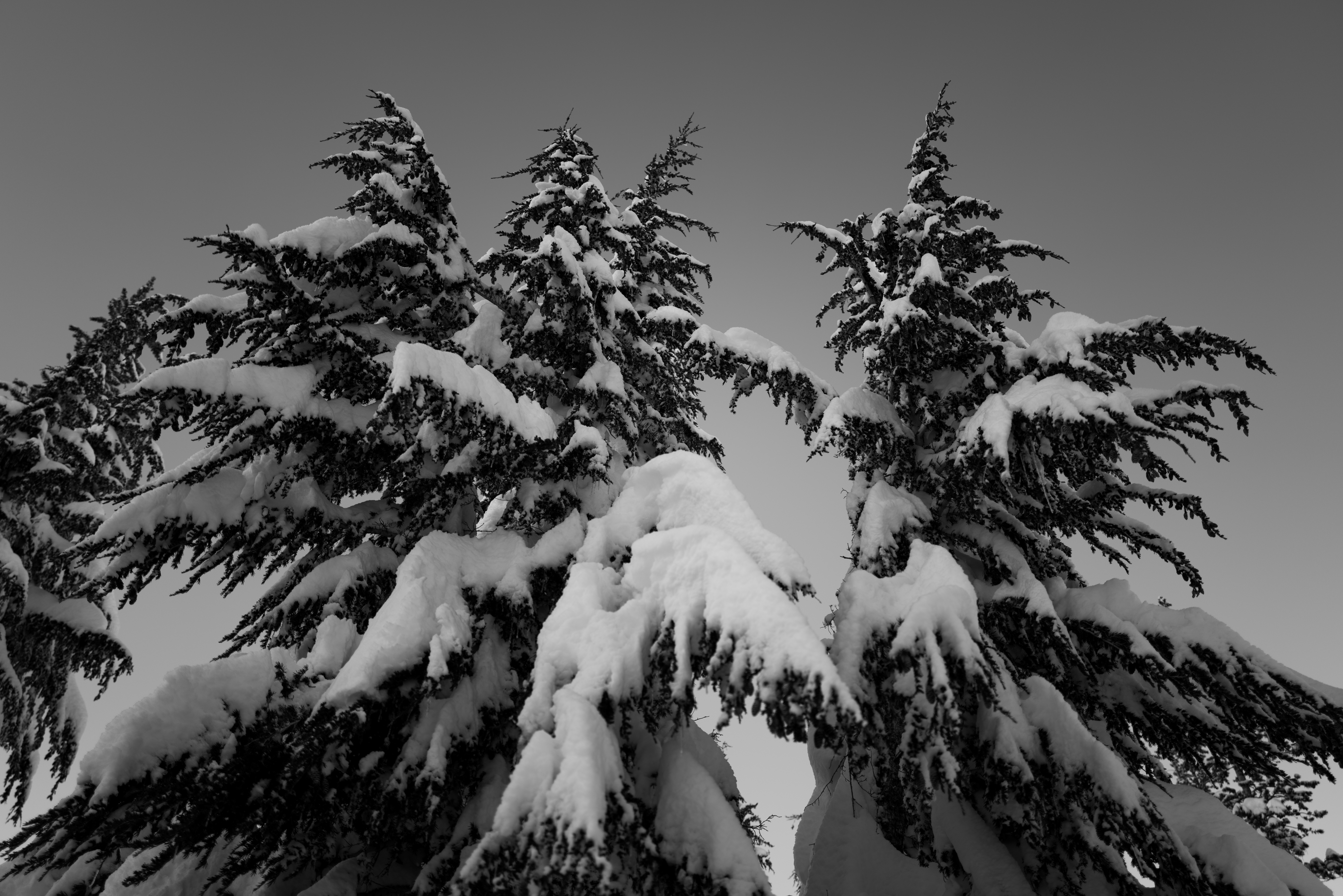 A lot of Snow #18/20