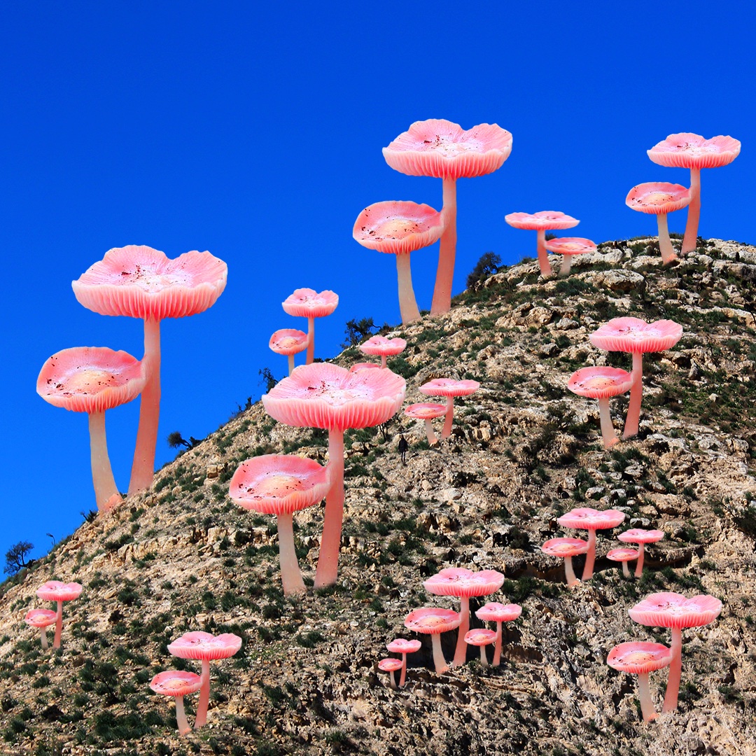 Mushroom Hill