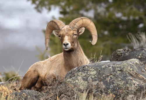 Balance #49 Big Horn Sheep 