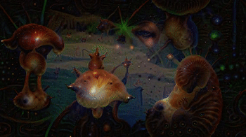 Fungi Kingdom