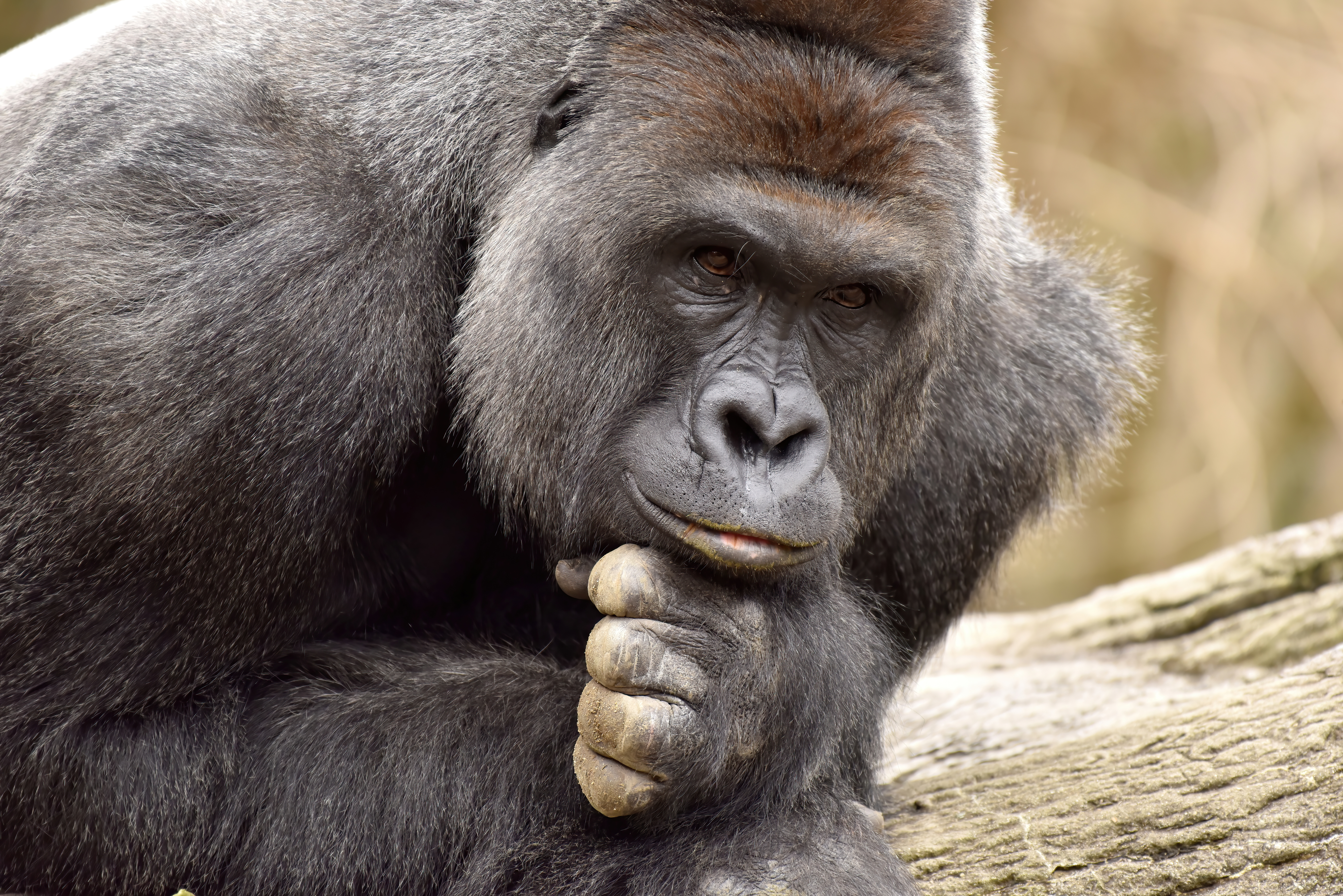 HARAMBE: LEGENDS #218