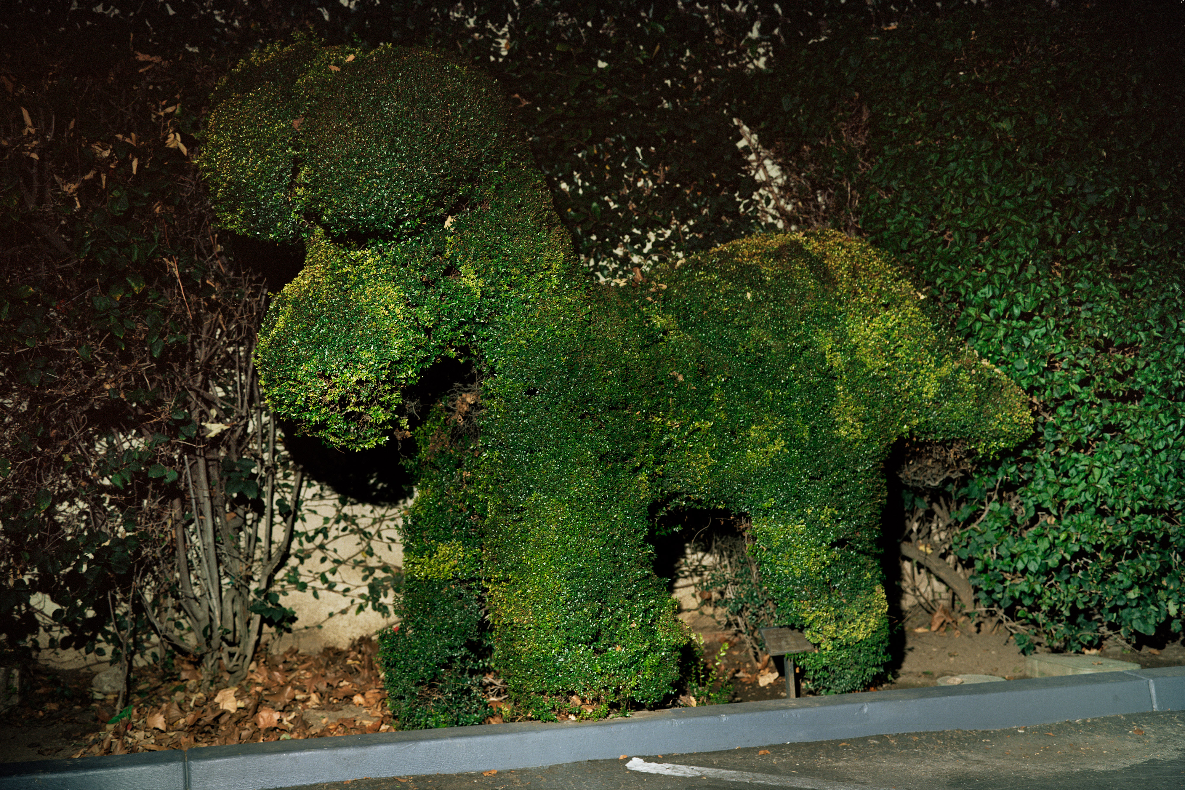 Dog Topiary, Ojai, California
