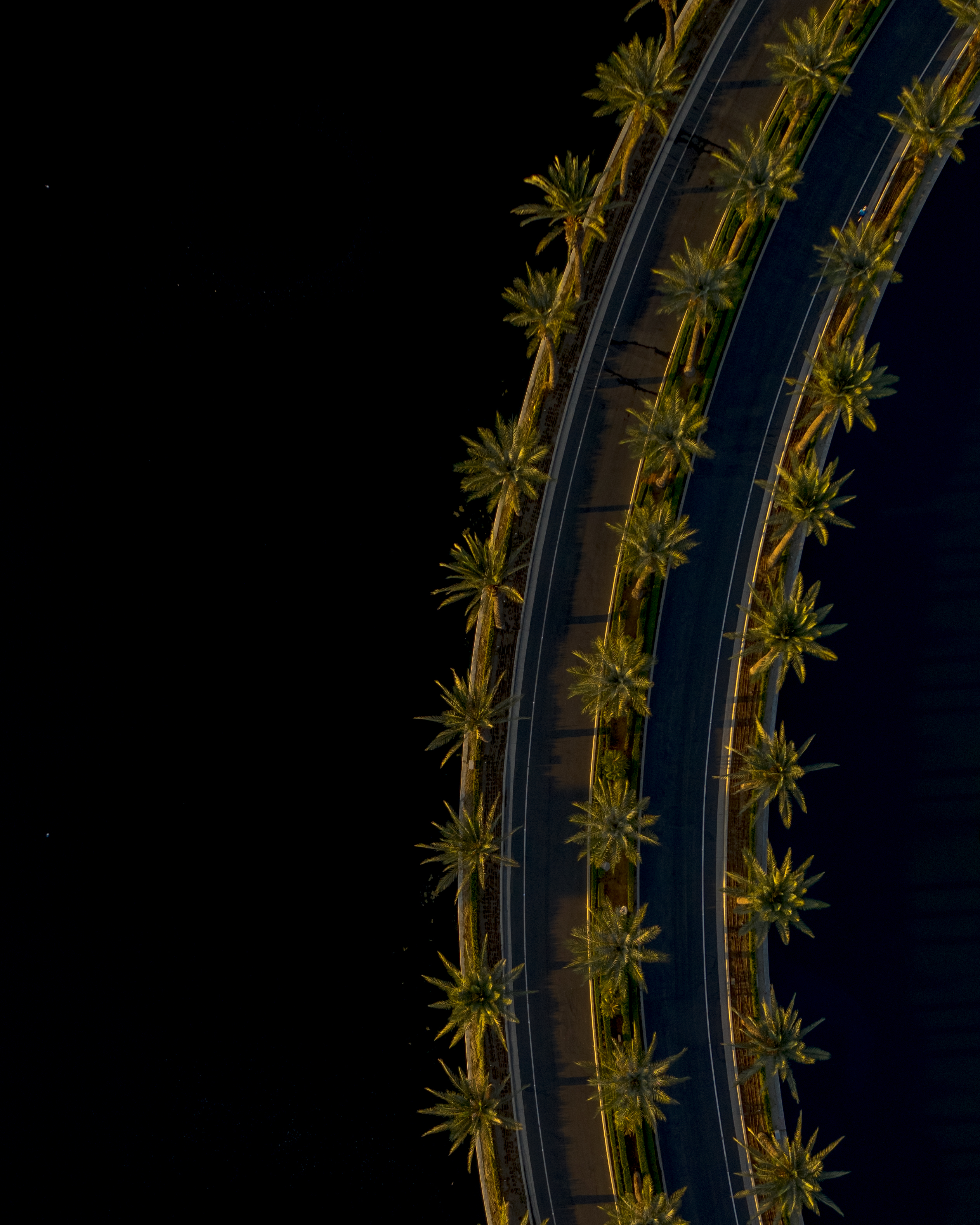 Palm Arches