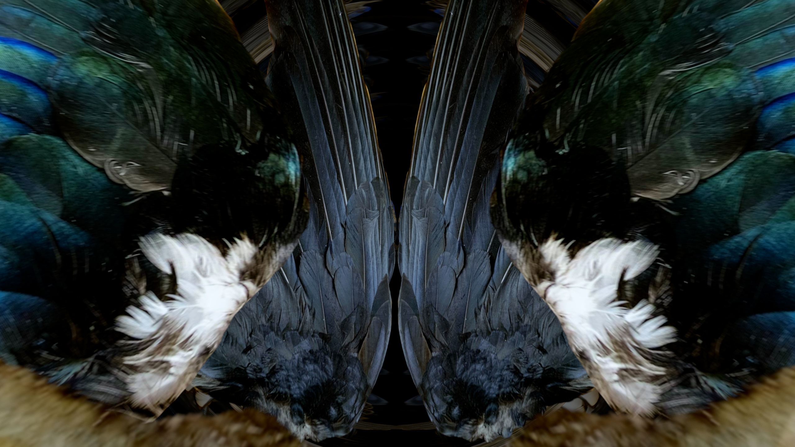 Fuga delle Sirene XIV