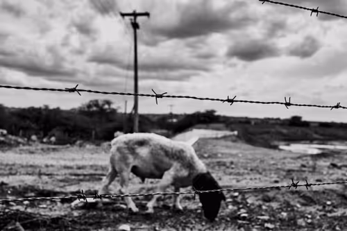 Strongest #3 - Hunger