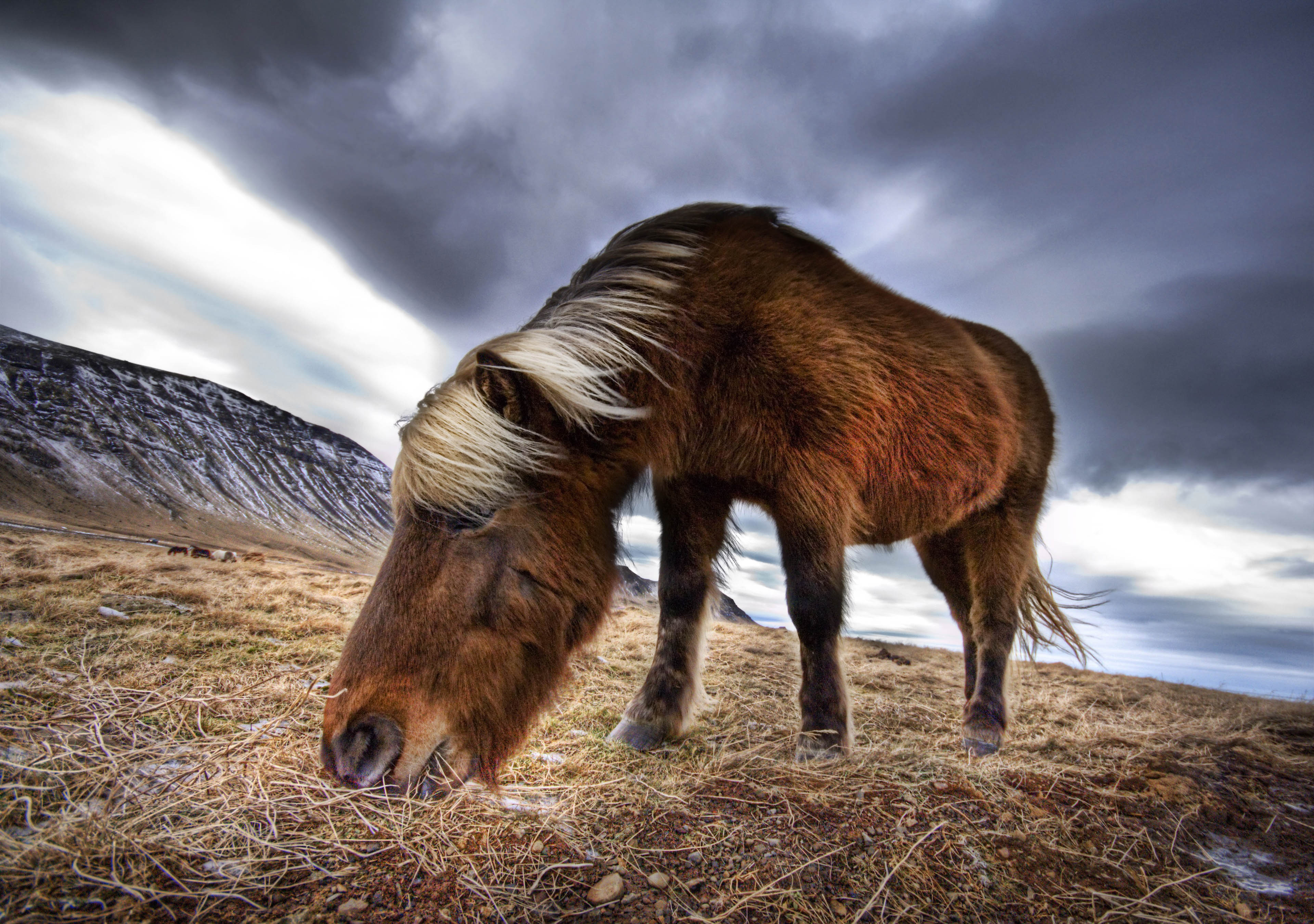An Icelandic Horse in the Wild #0059