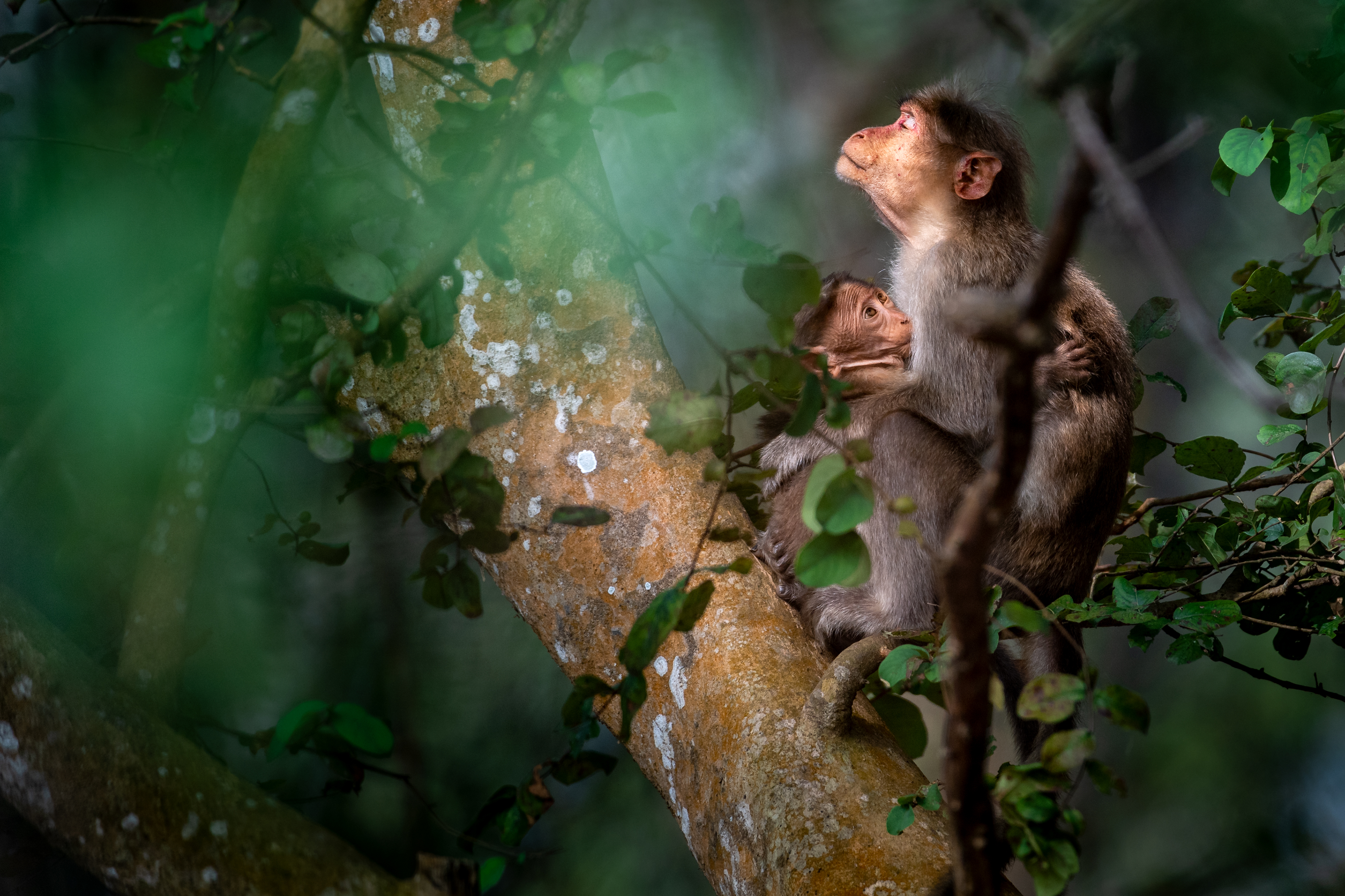 Macaque Maternal Love