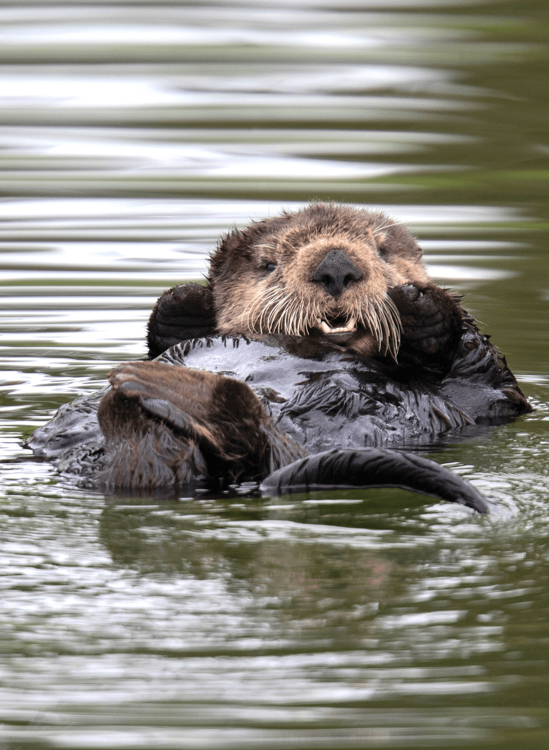 Balance #16 Sea Otter 