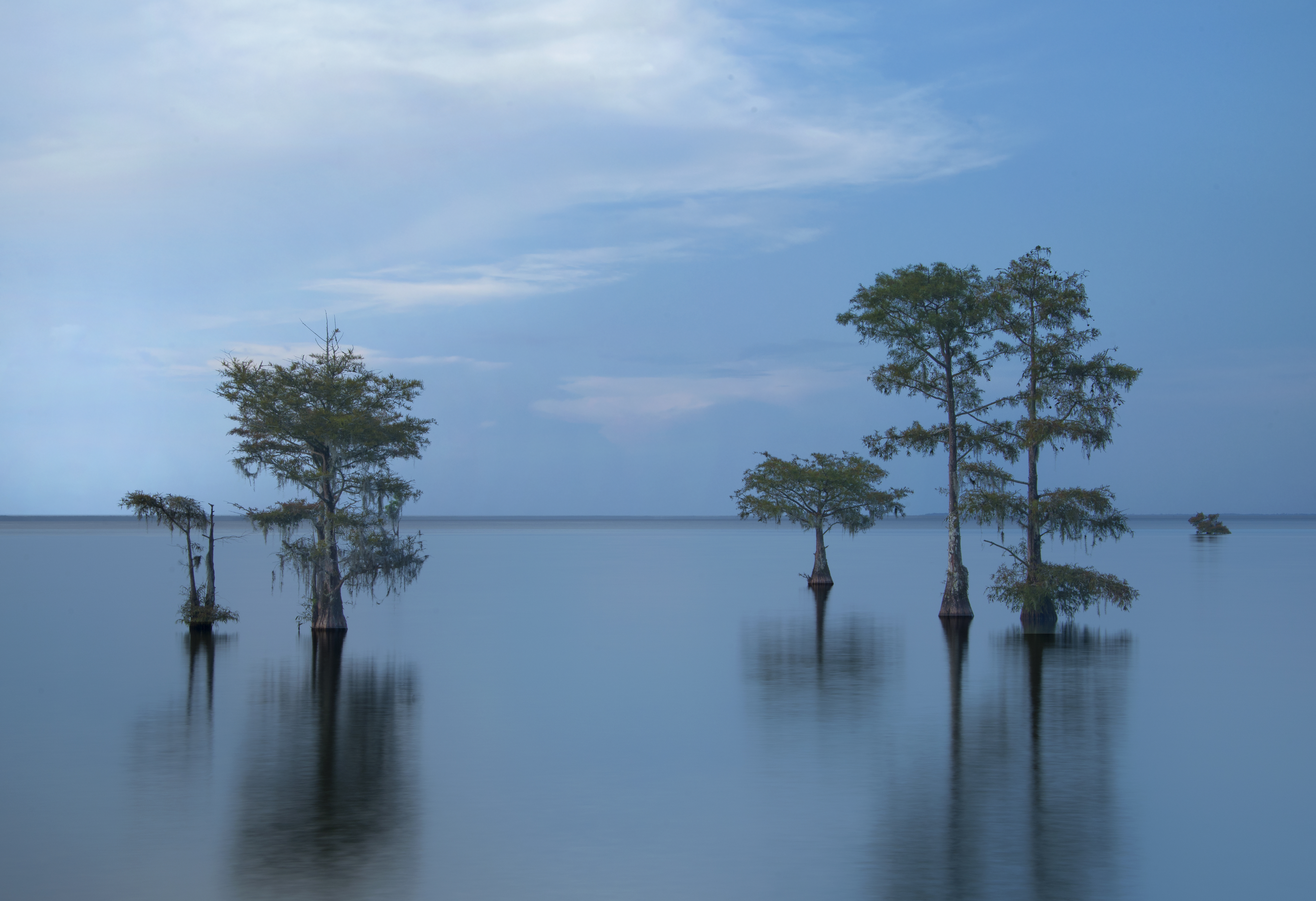 Bald Cypress
