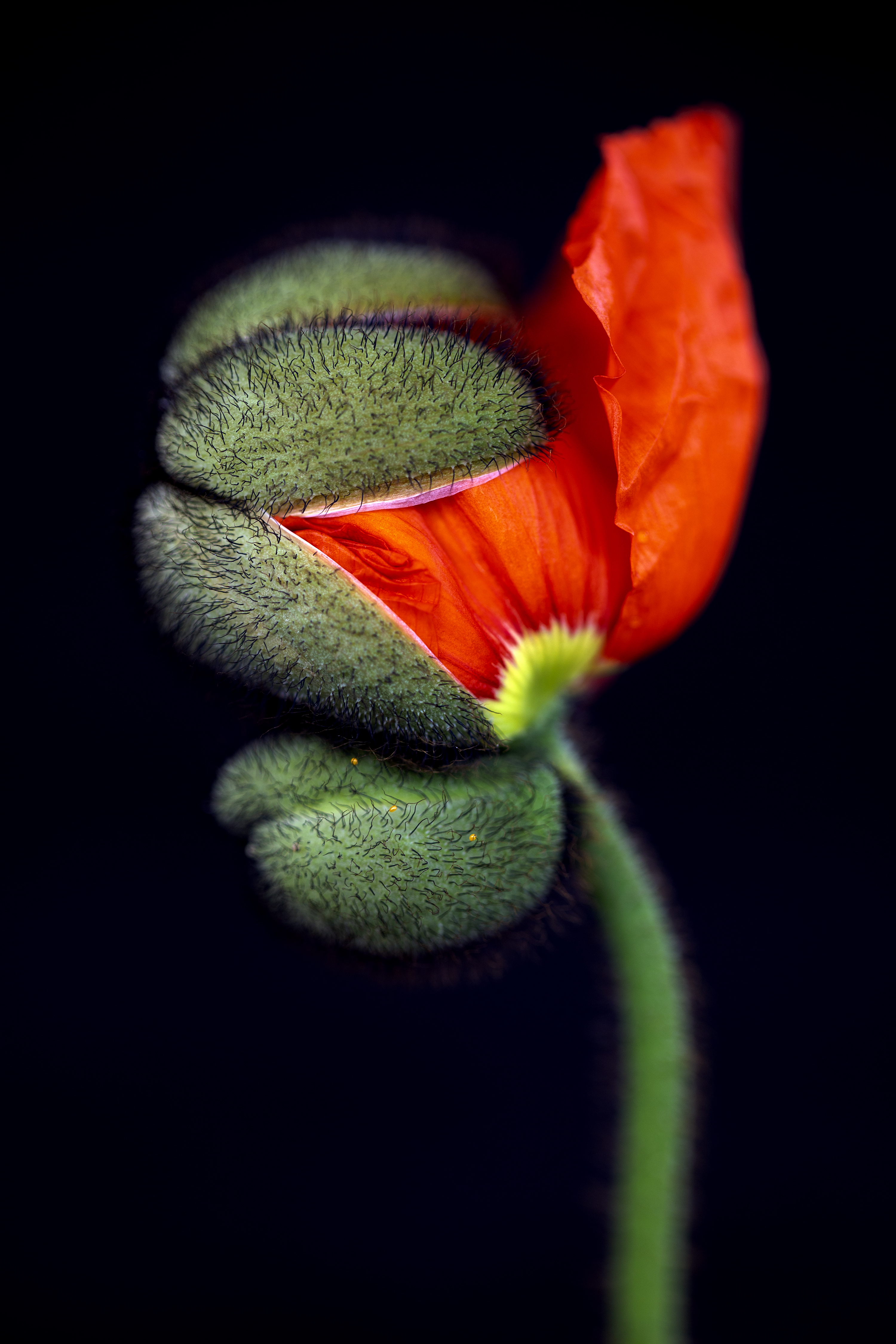 Imperfections Are Perfection