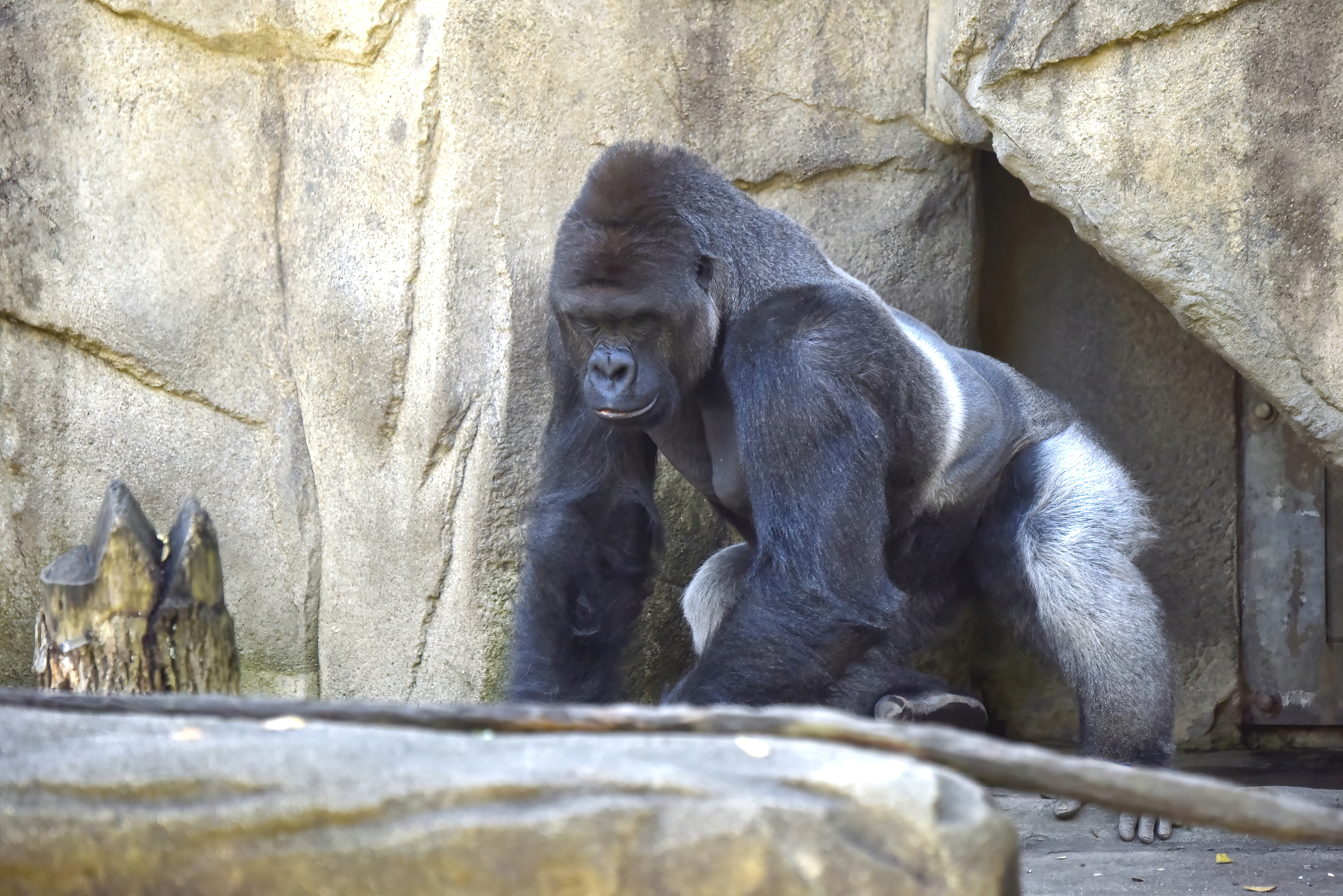 HARAMBE: LEGENDS #761