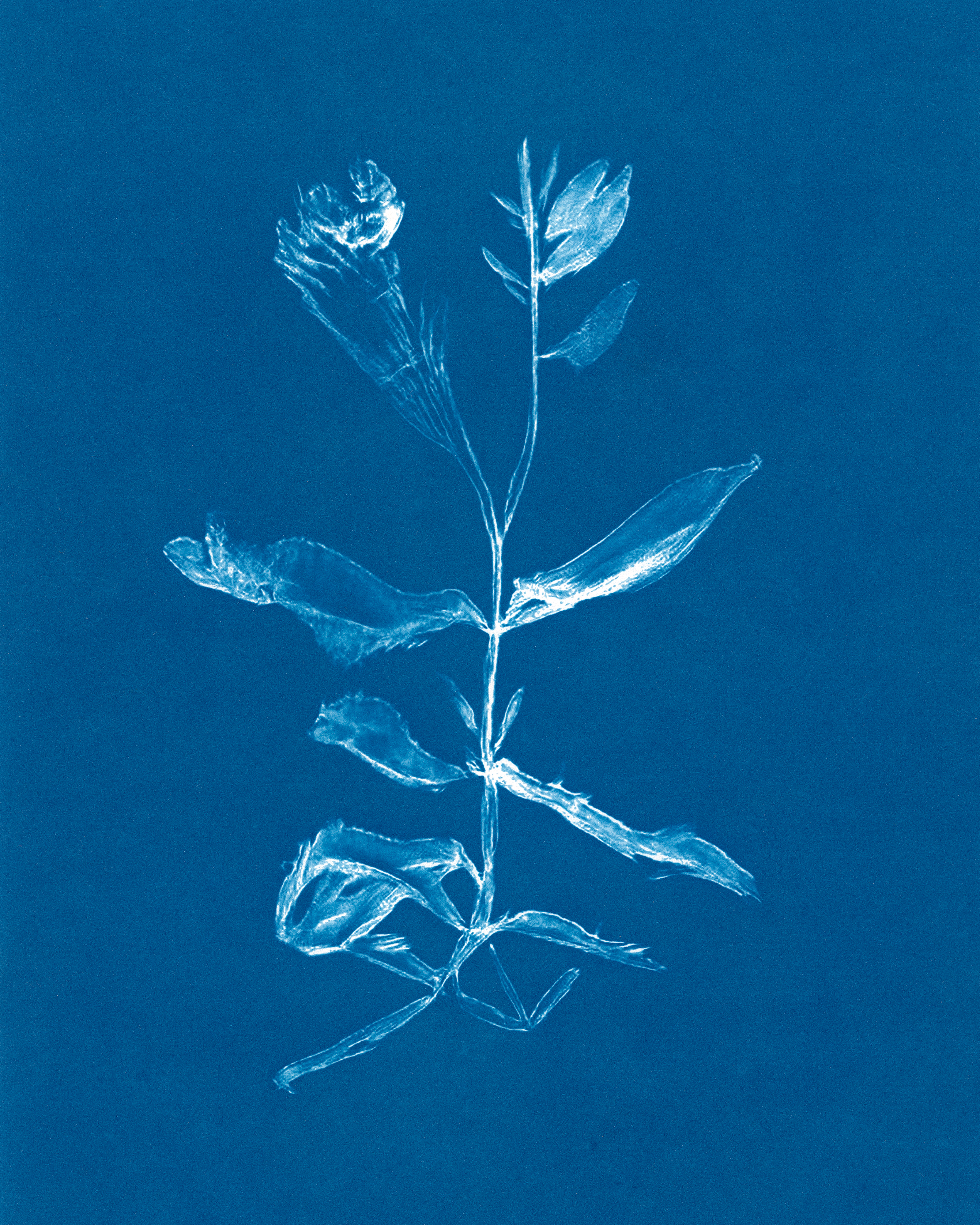 In Translation #2 by Claudia Pawlak 