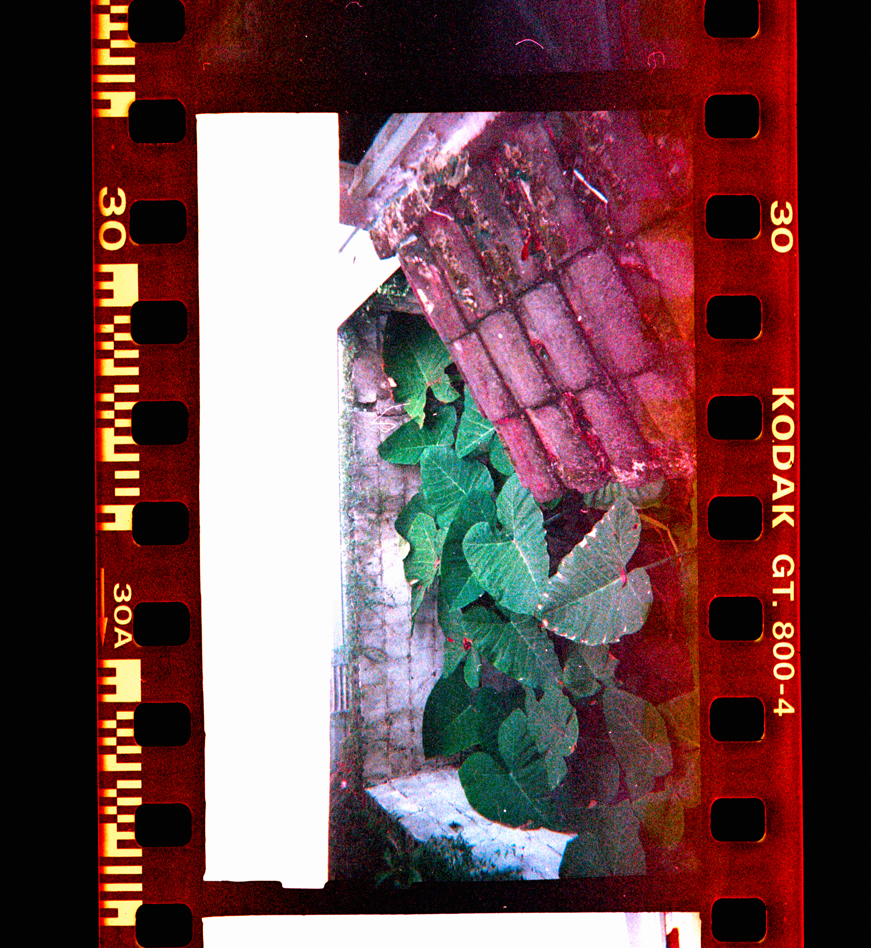 Kodachrome #42