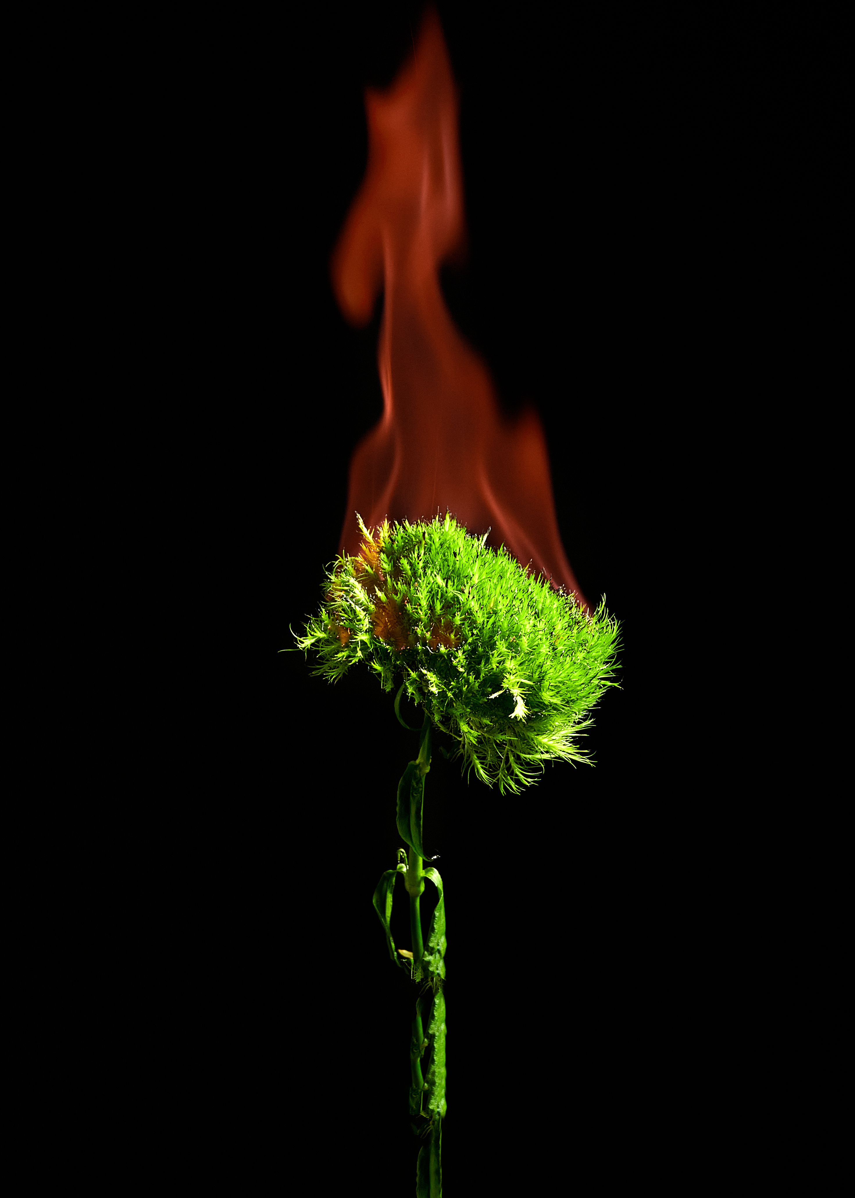 Green Flower 