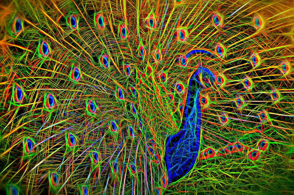 Colorful Peacock