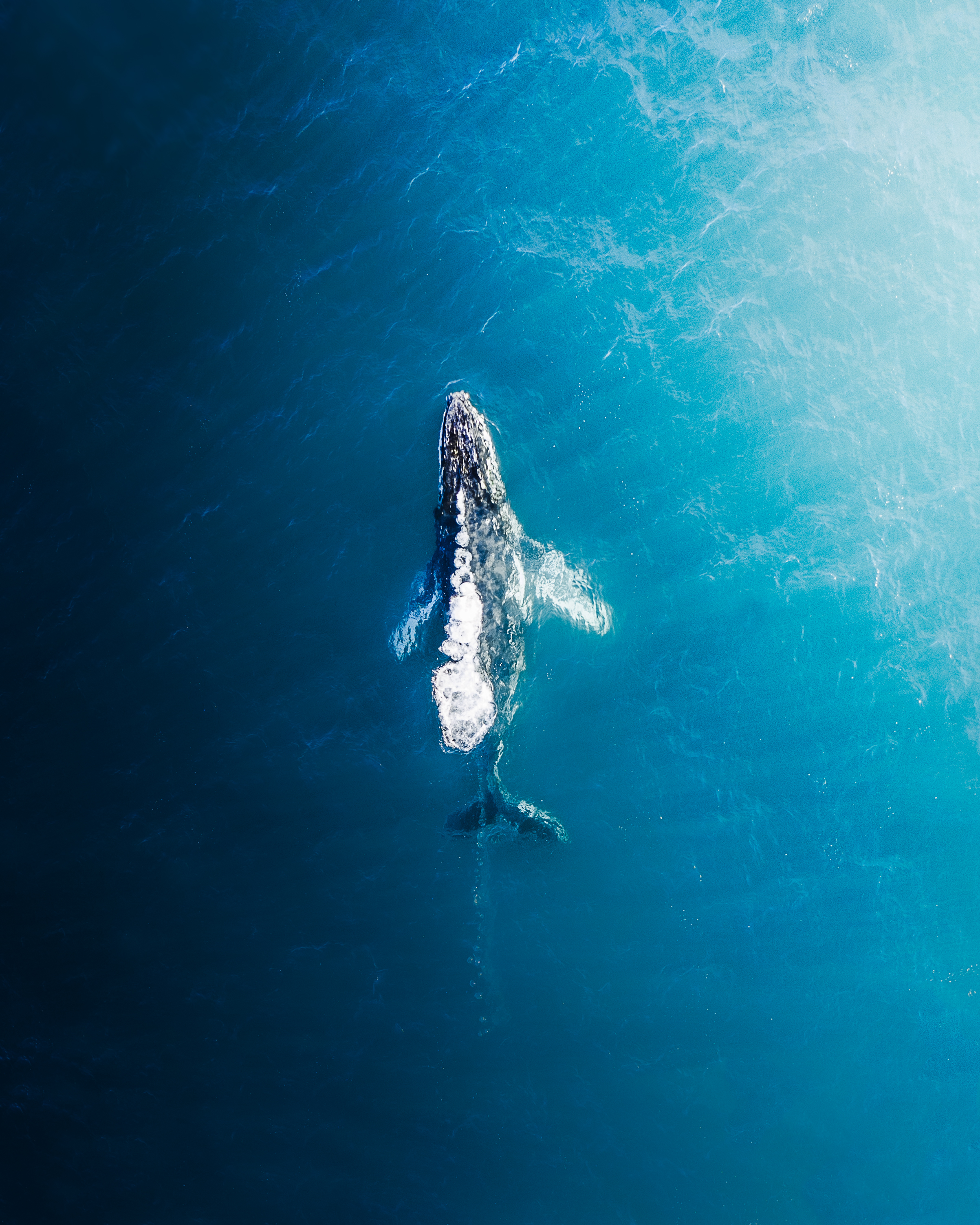 Gentle Giant