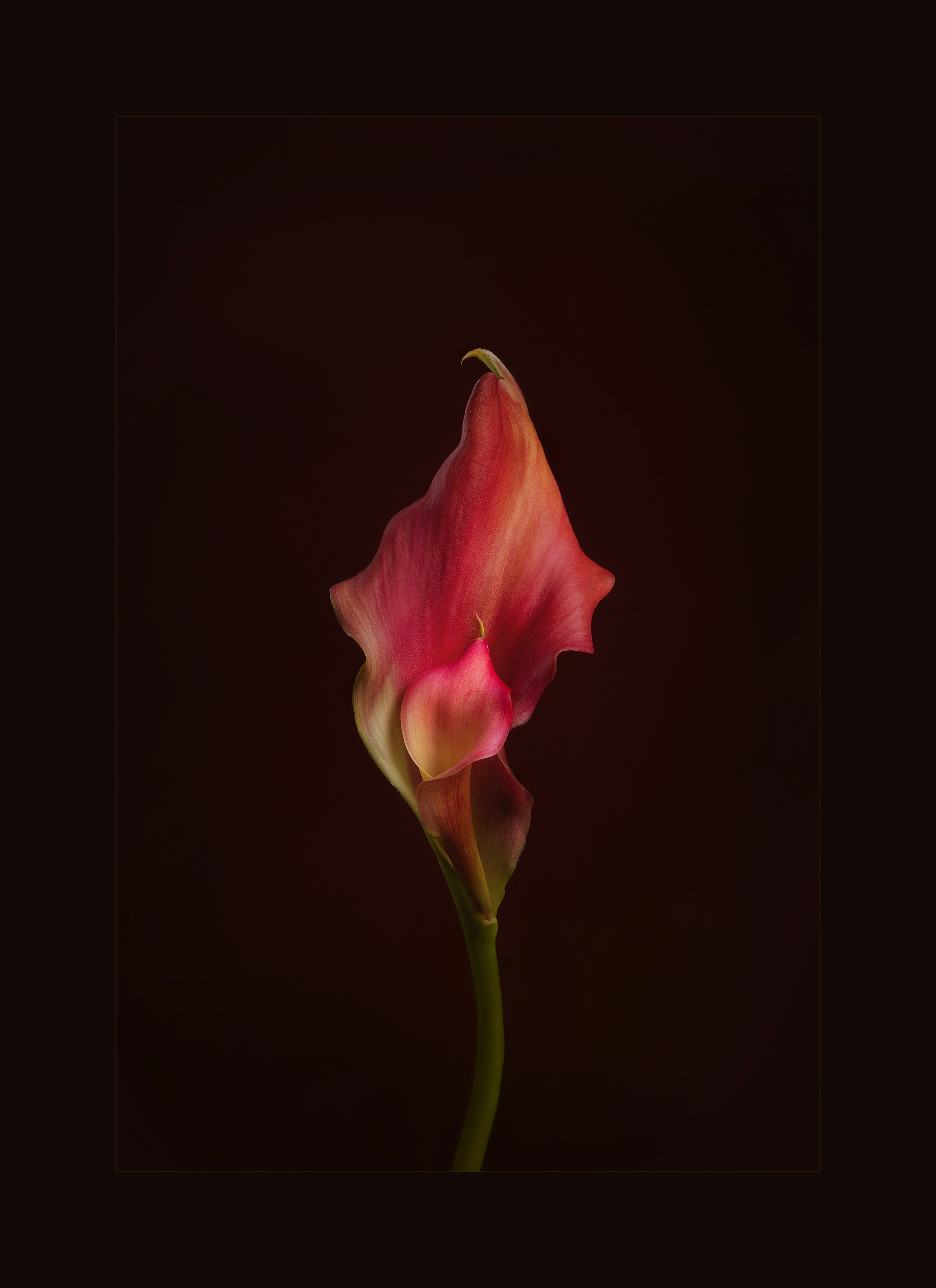 Mommy’s Got Your Back #6