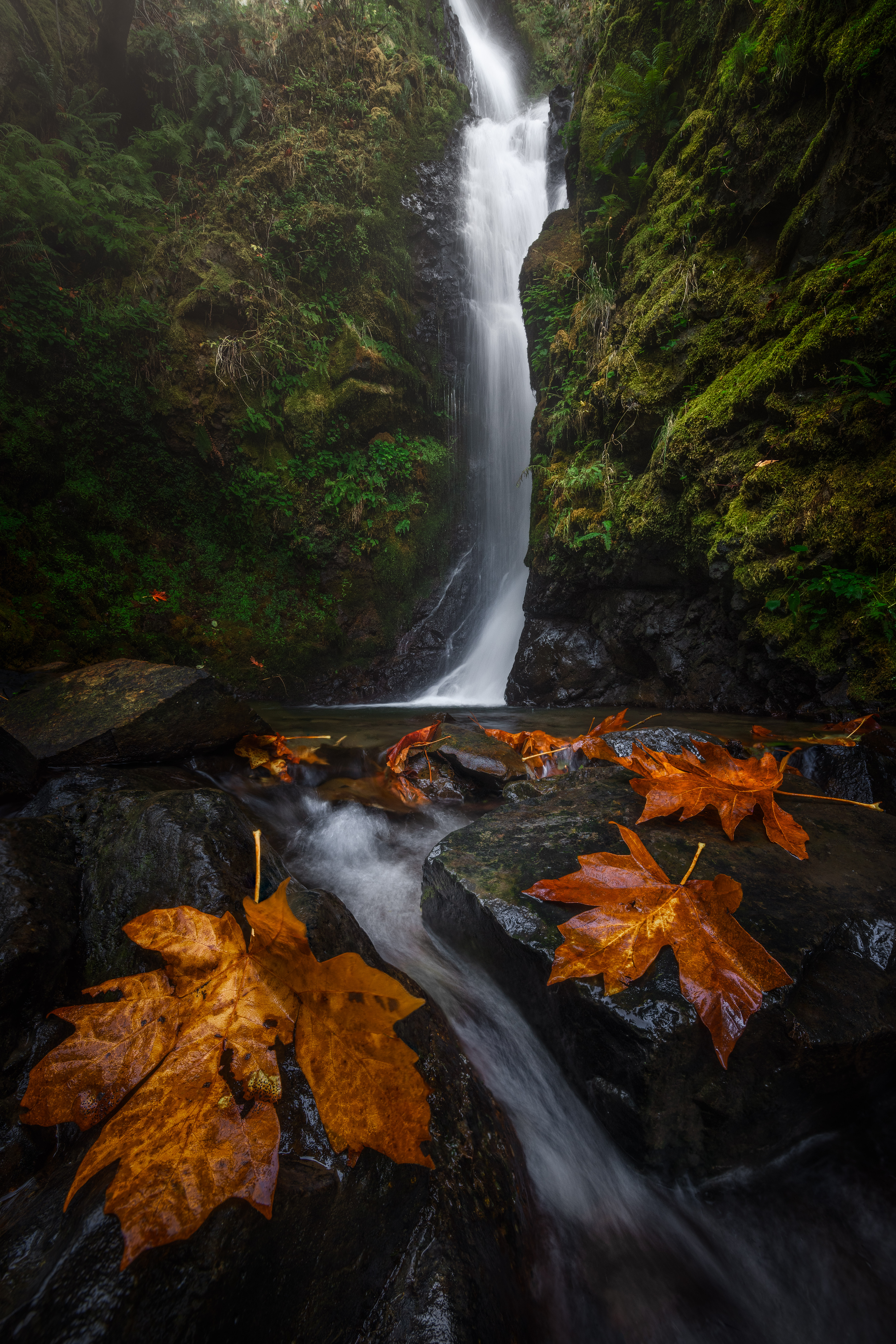 Well Placed Leaf (1/10)