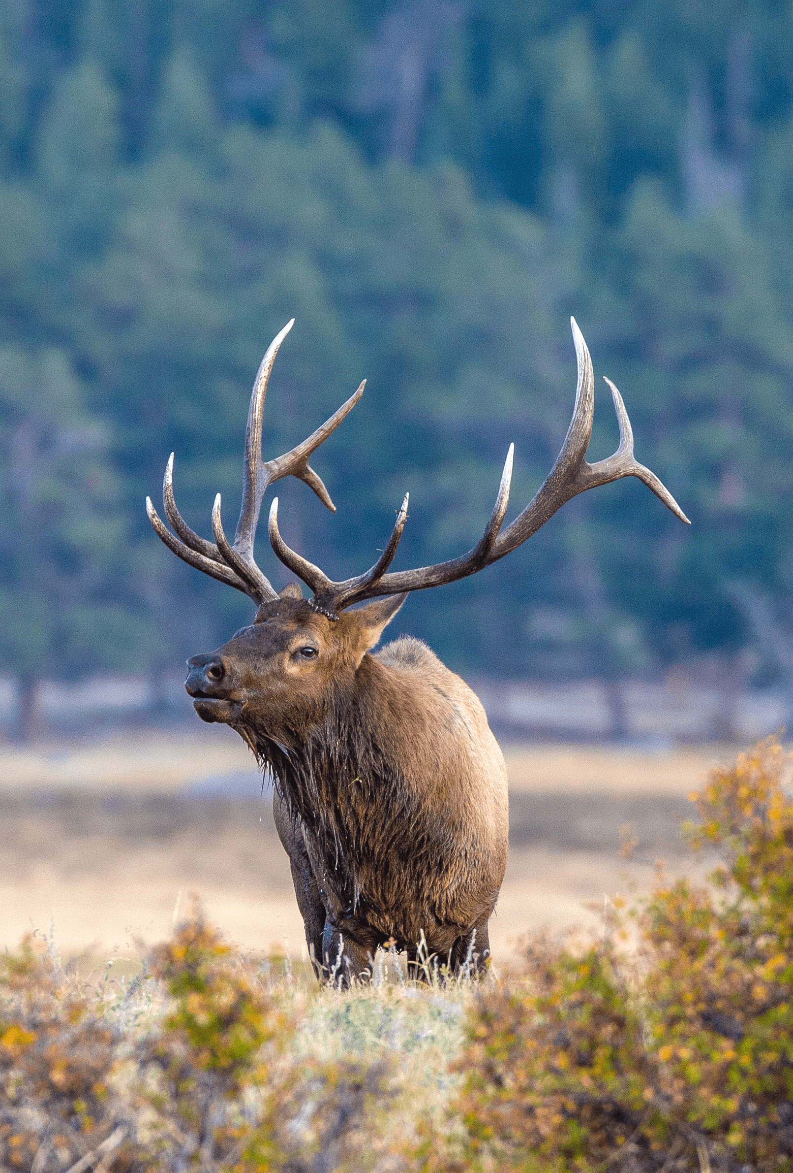 Balance #33 Elk