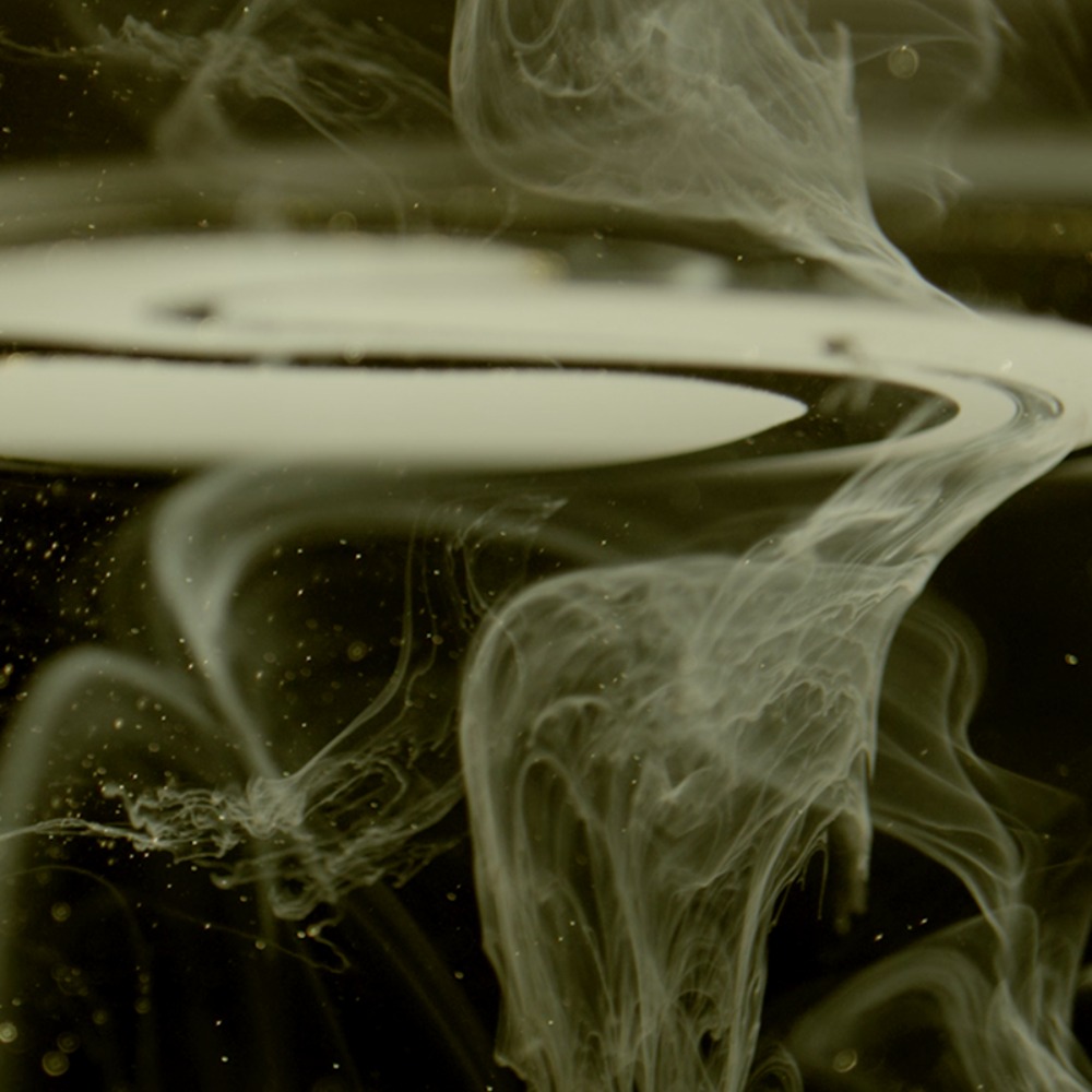 The Talking Palm Tree (Acoustic) - Golden Egg