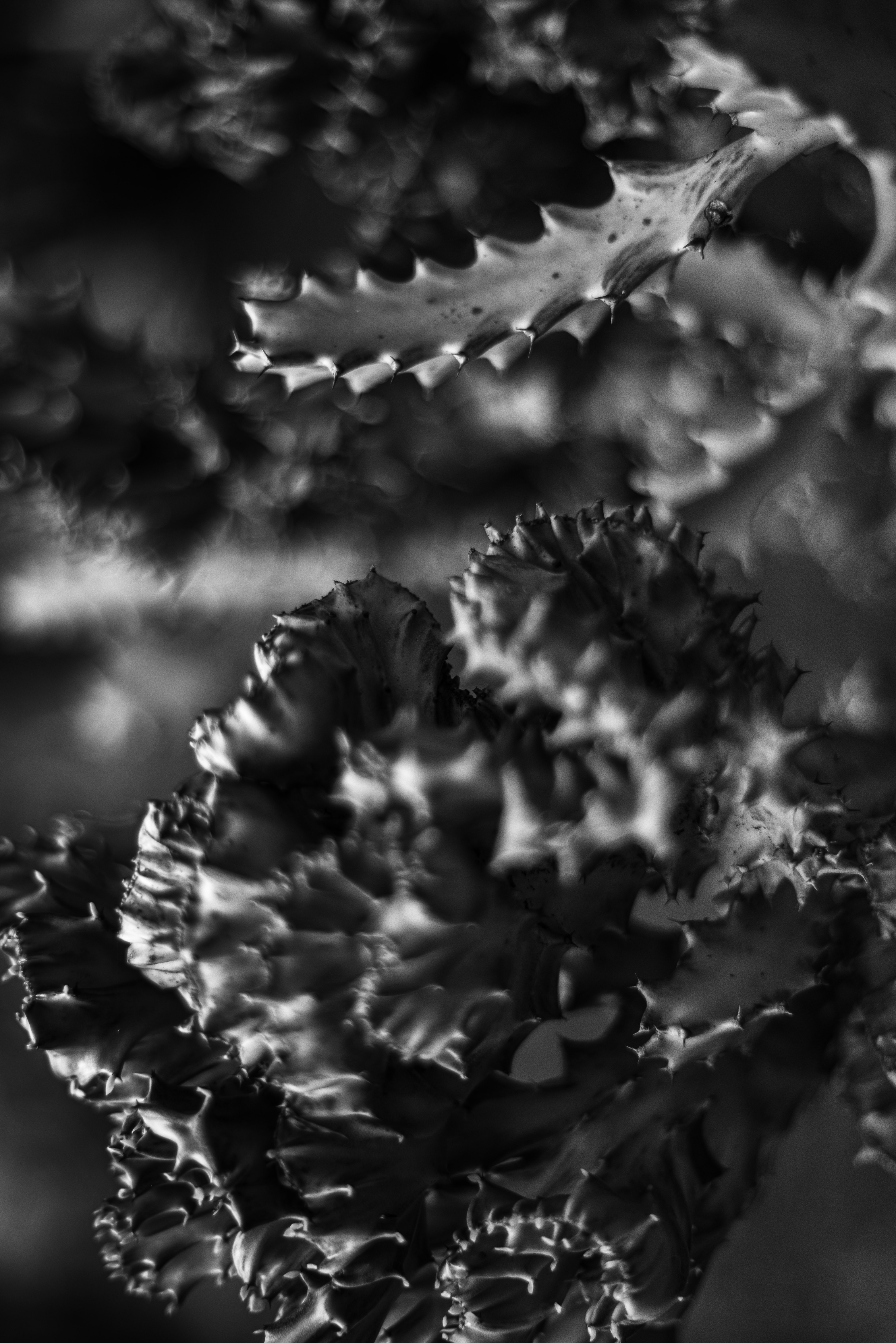 Mneme 1 / Koh Phangan, Thailand