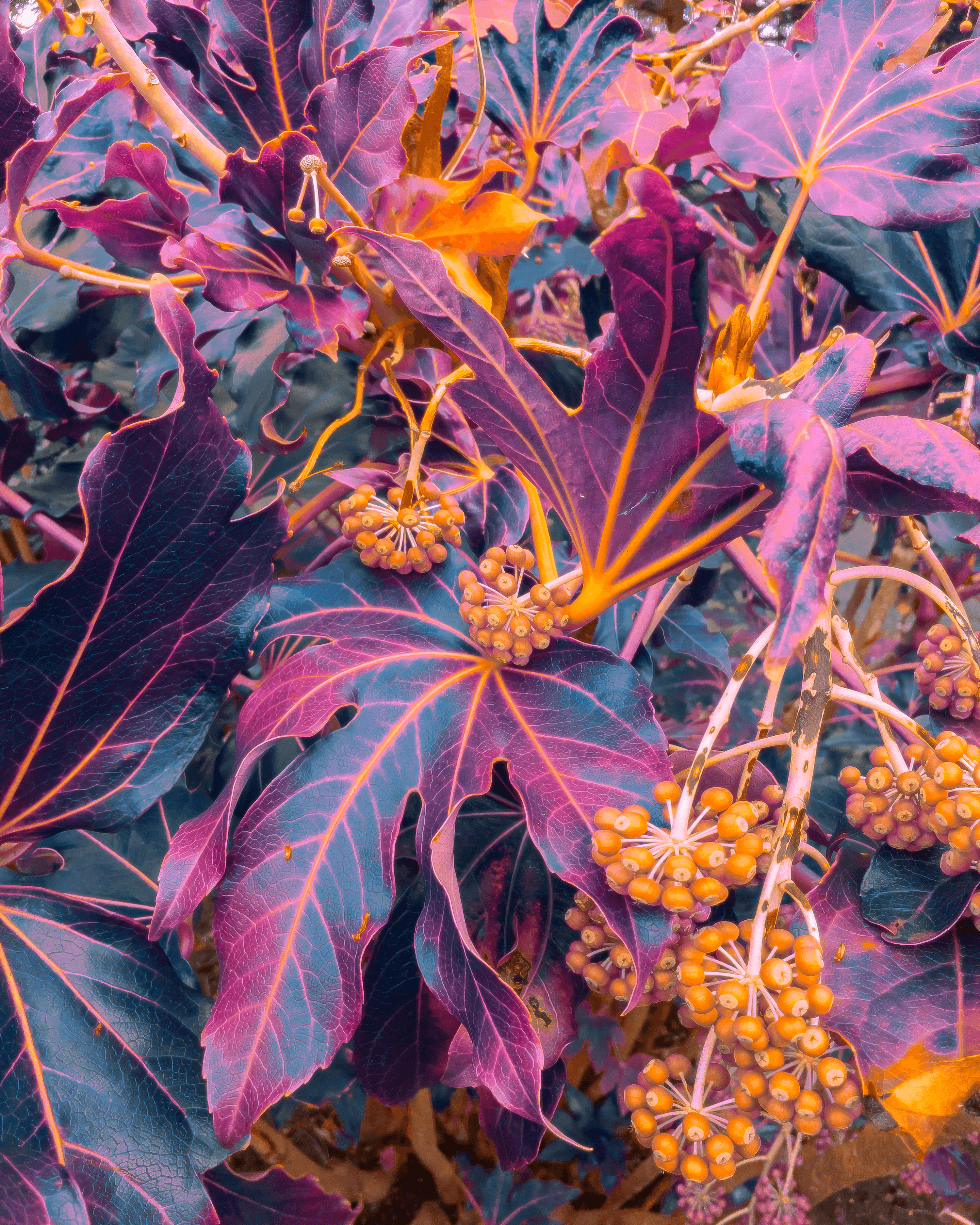 Starbreeze Thicket #1