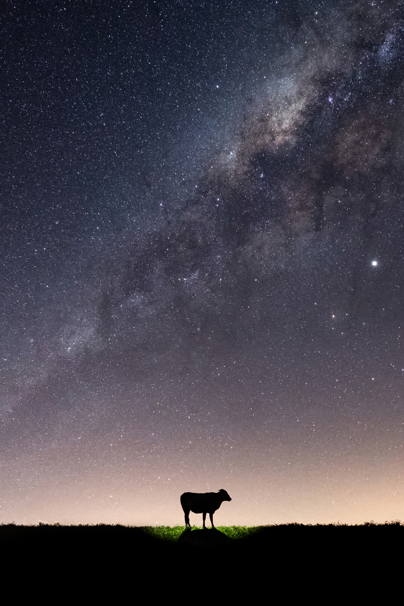 UFO sighting report Card - Cow Abduction