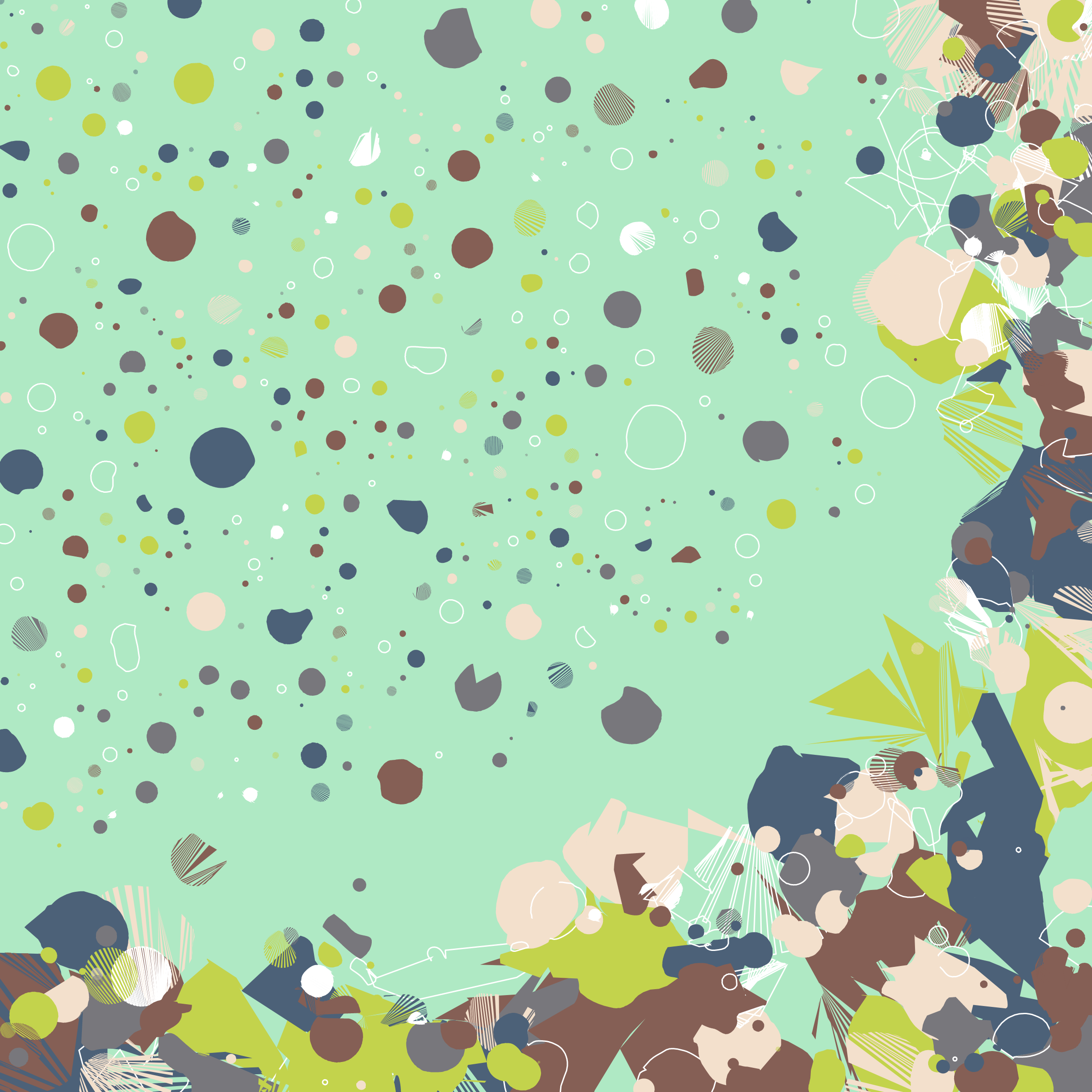 Coquina #6