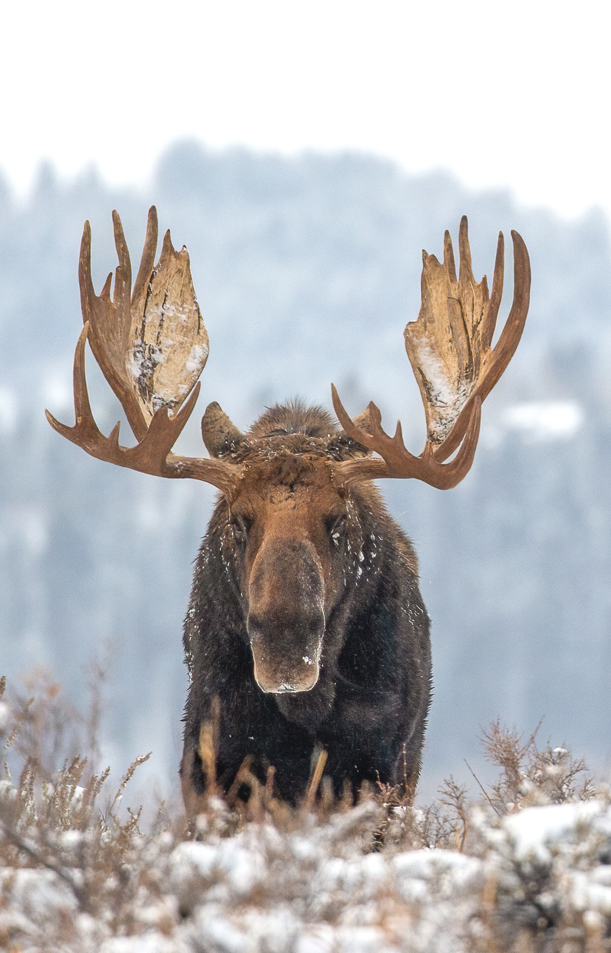 Majestic #39/40