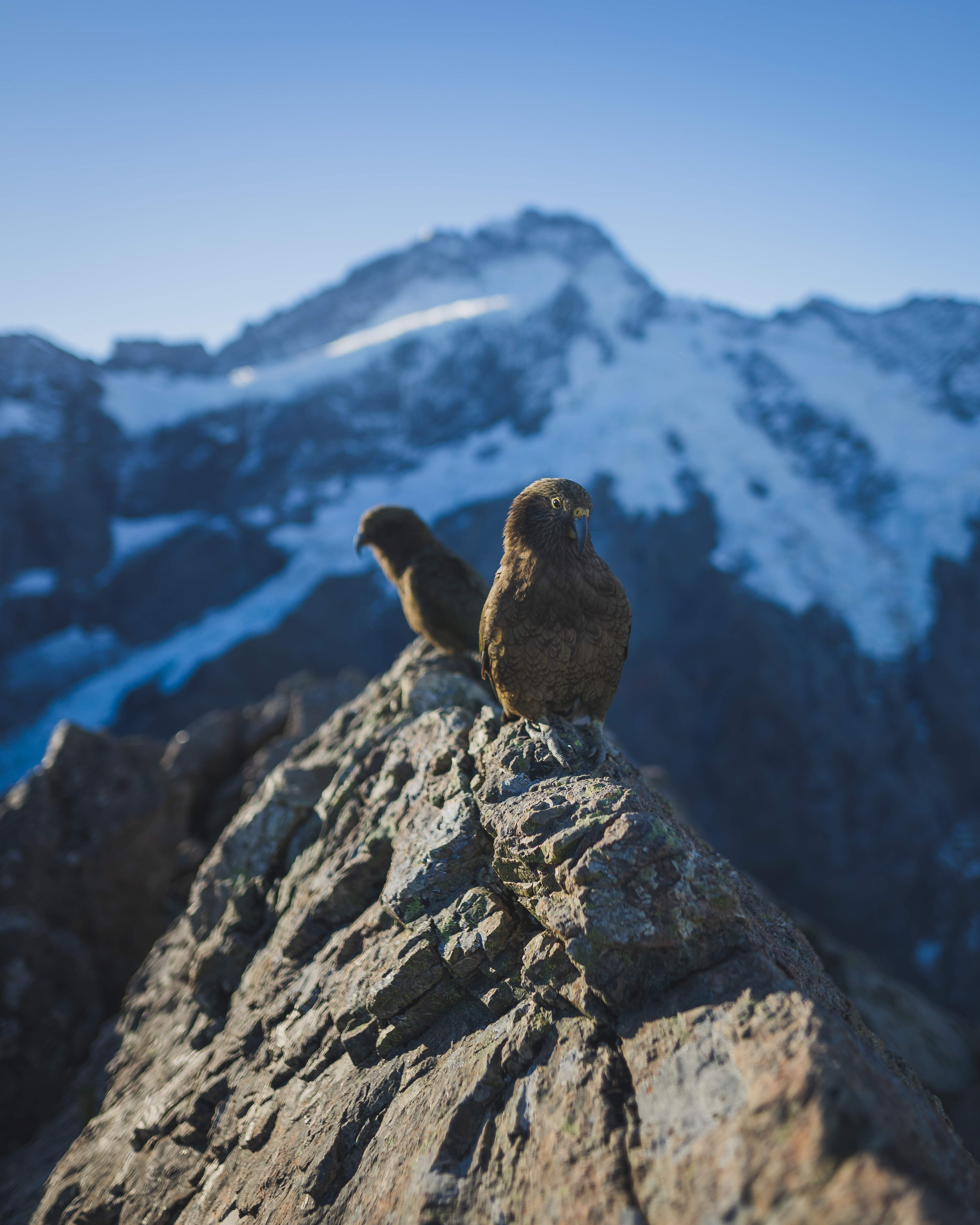 Keas in New Zealand