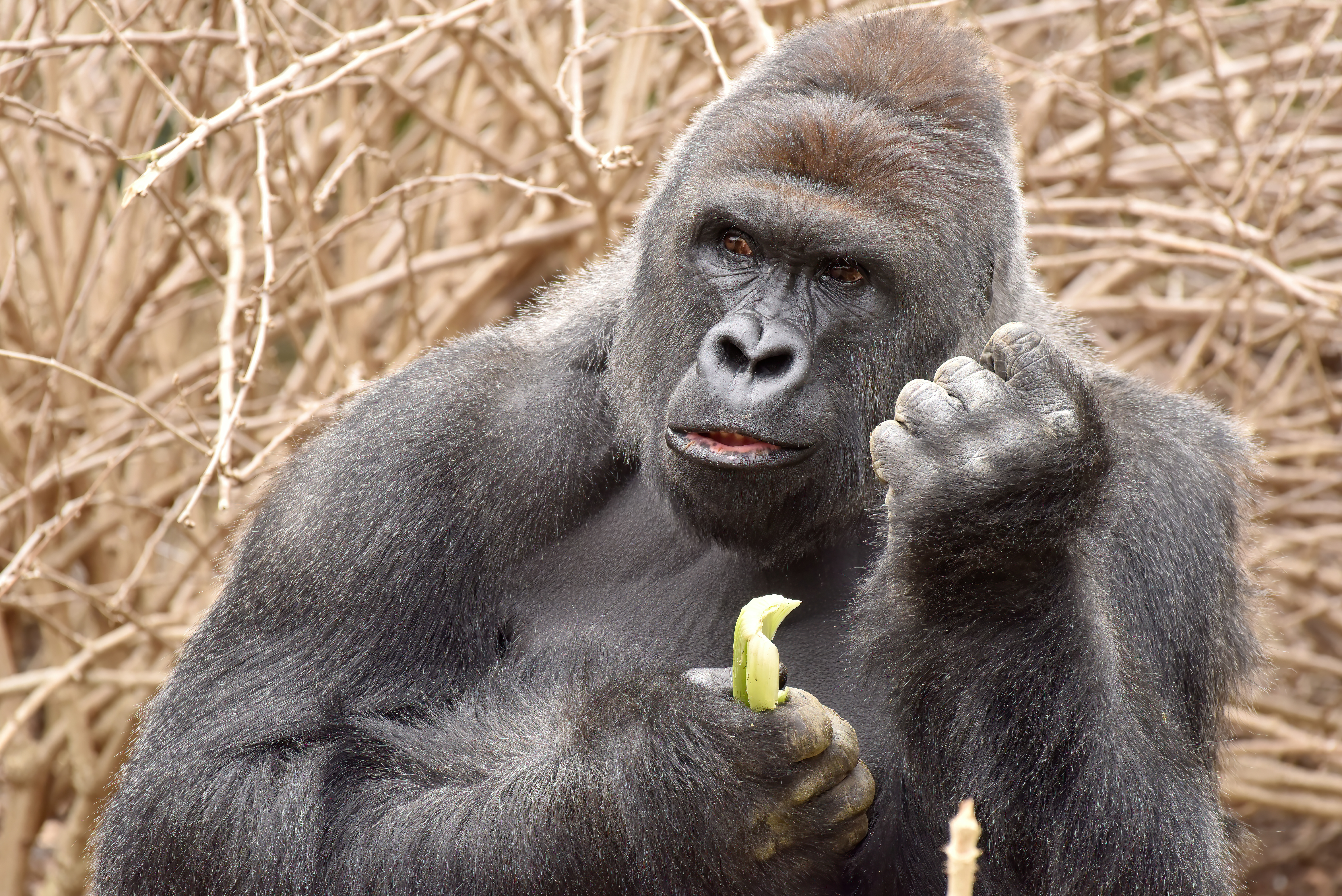 HARAMBE: LEGENDS #481