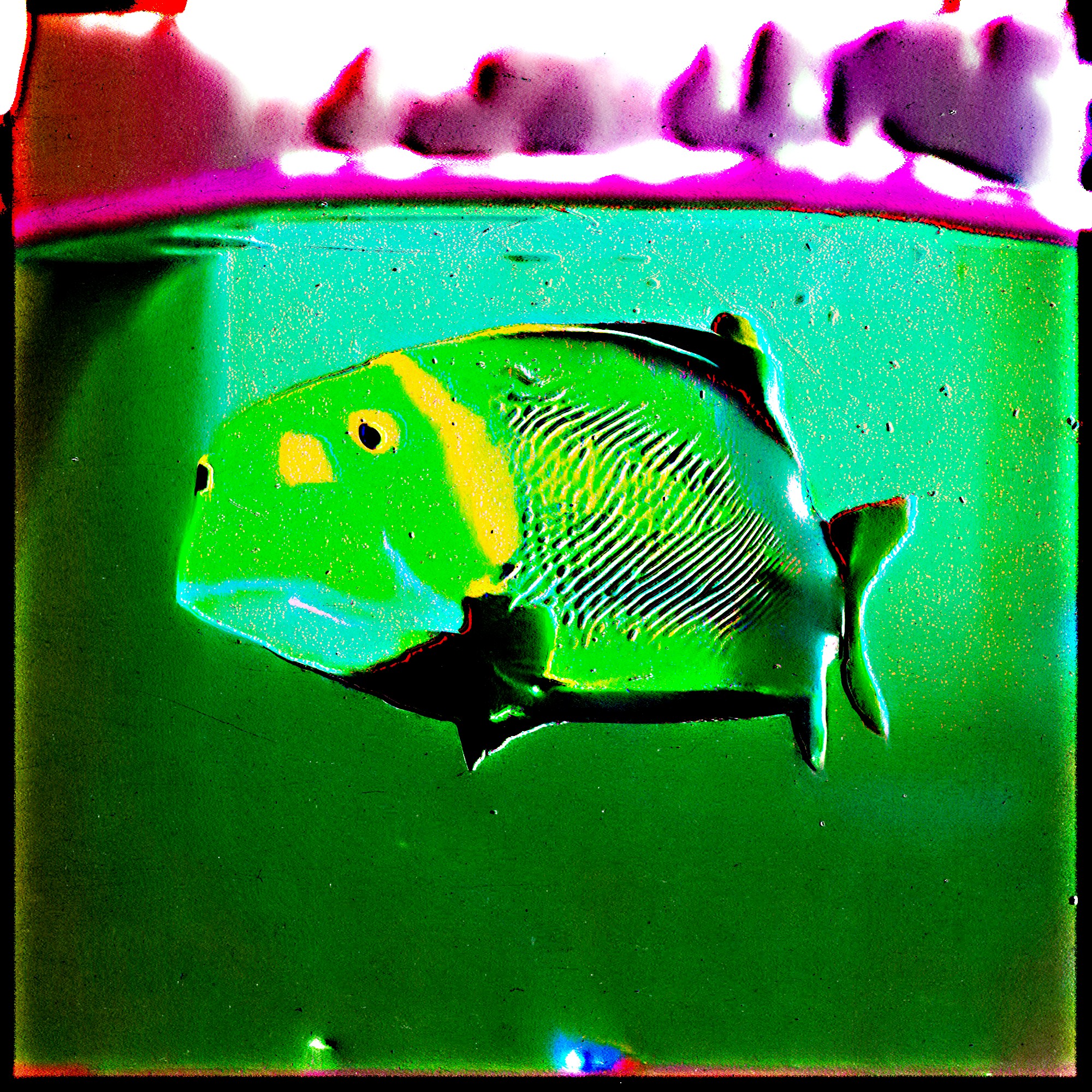 Gelidocaetus polaris (78)