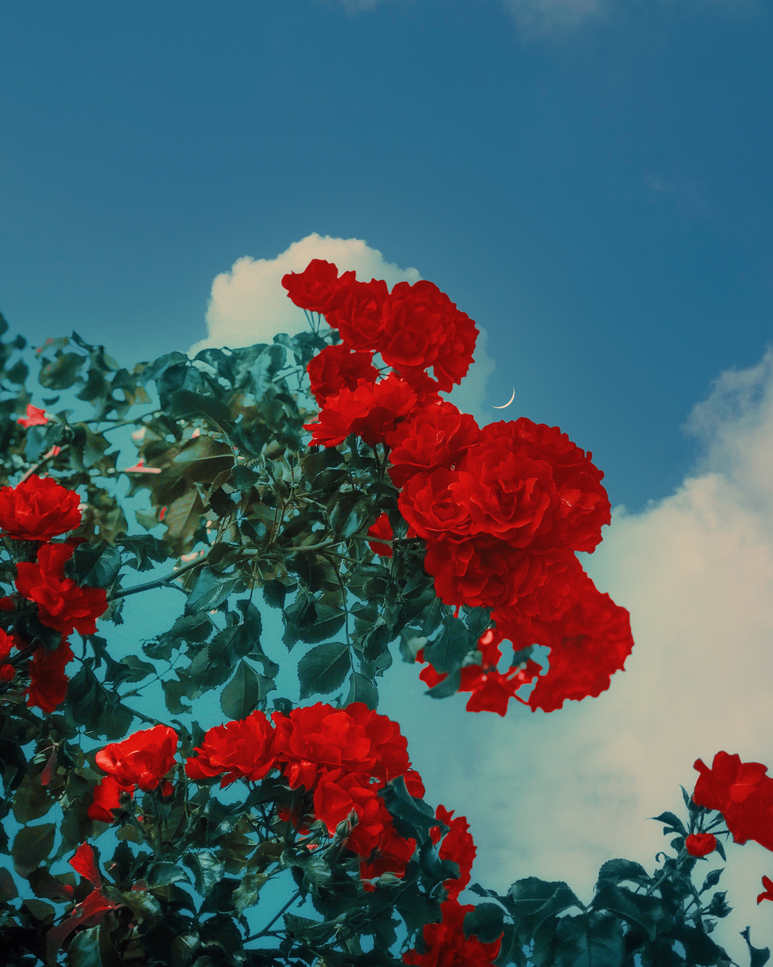 #5 A Mid-Summers Eve