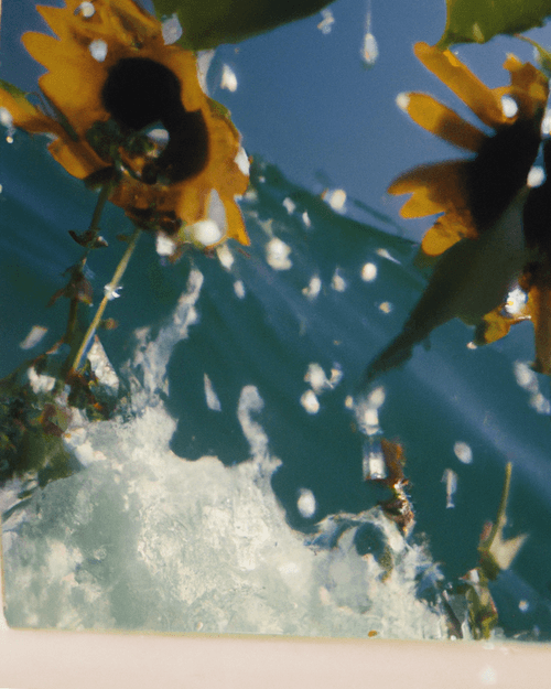 Tsunflower Chaos #157