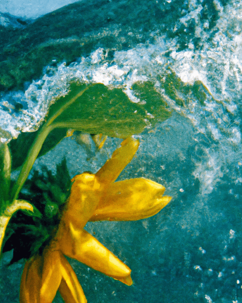 Tsunflower Chaos #175