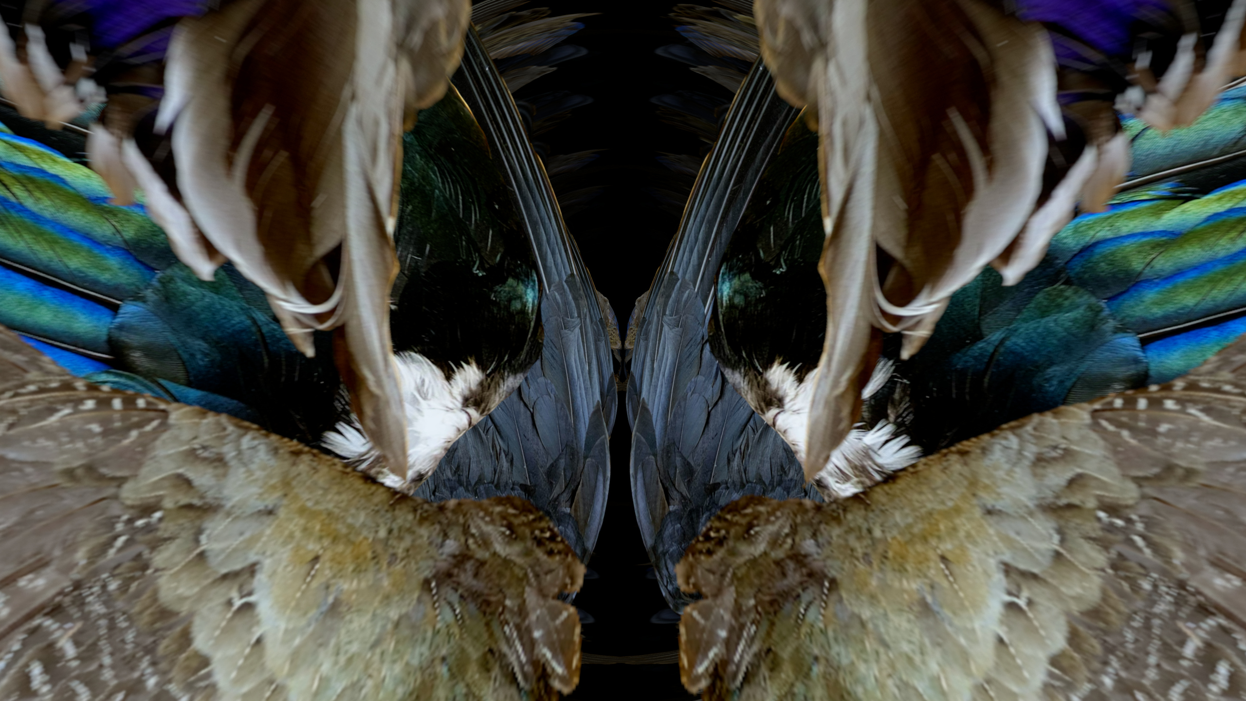 Fuga delle Sirene XII