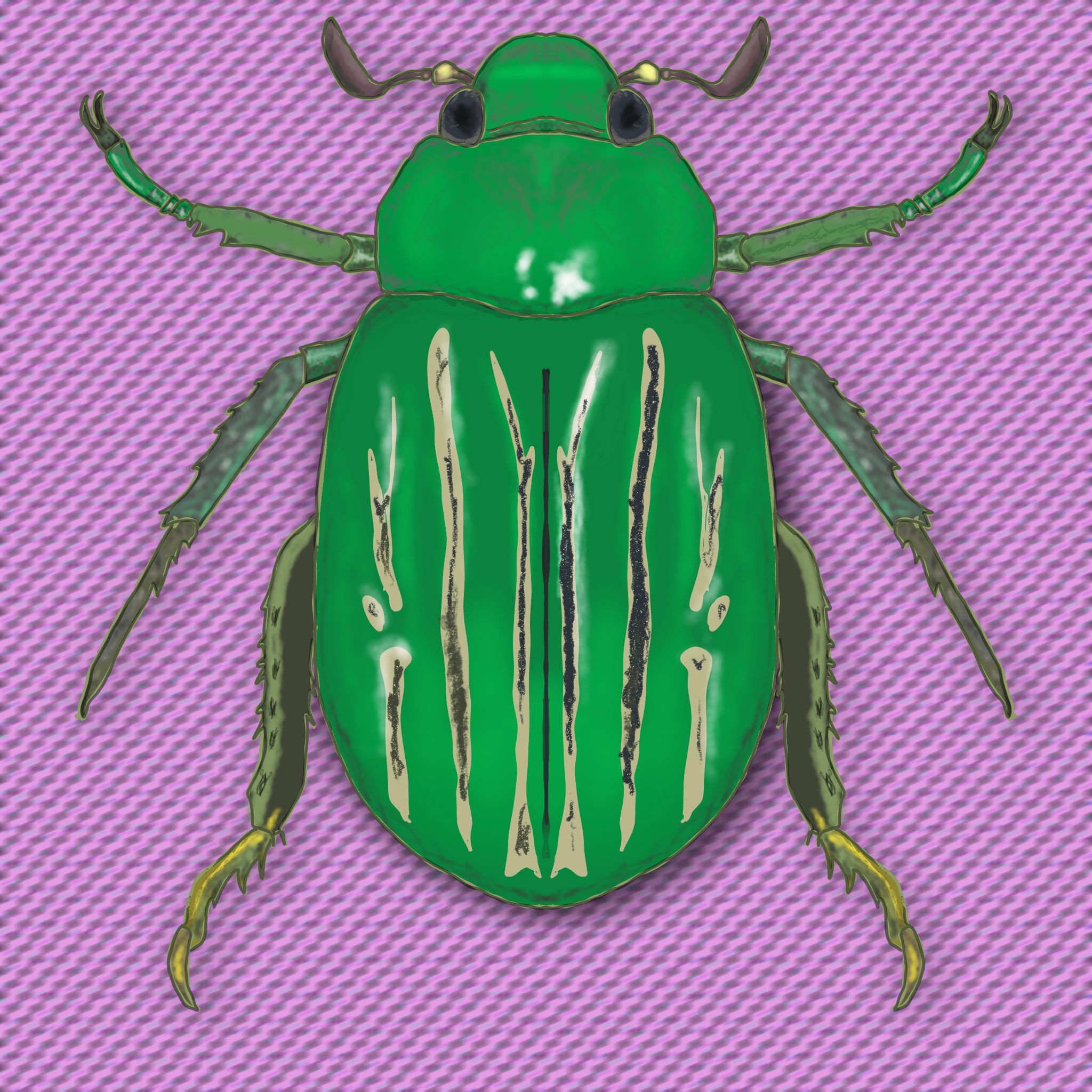 Meet the Beetles #007