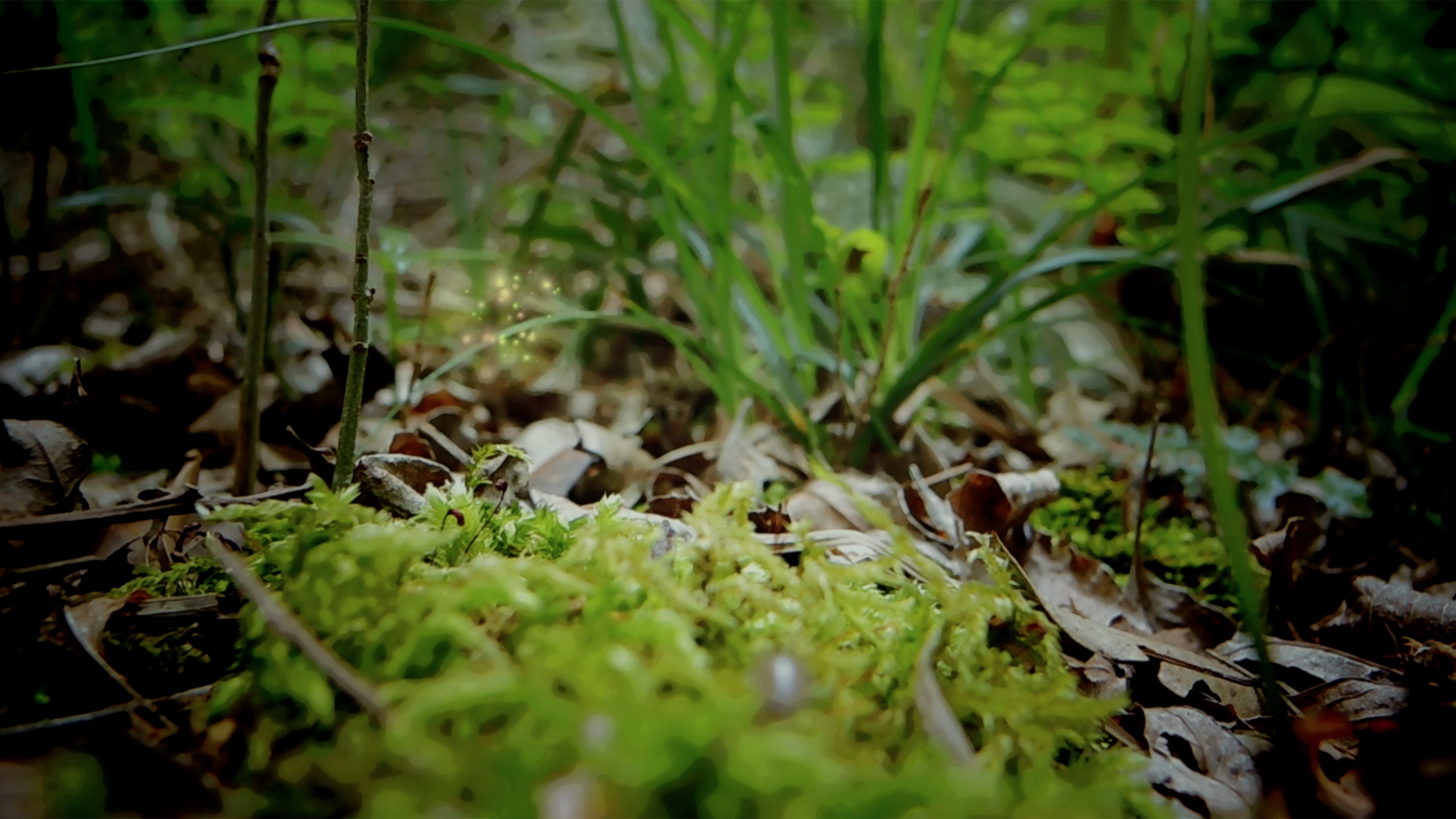 Fiammelle | Forest Friends