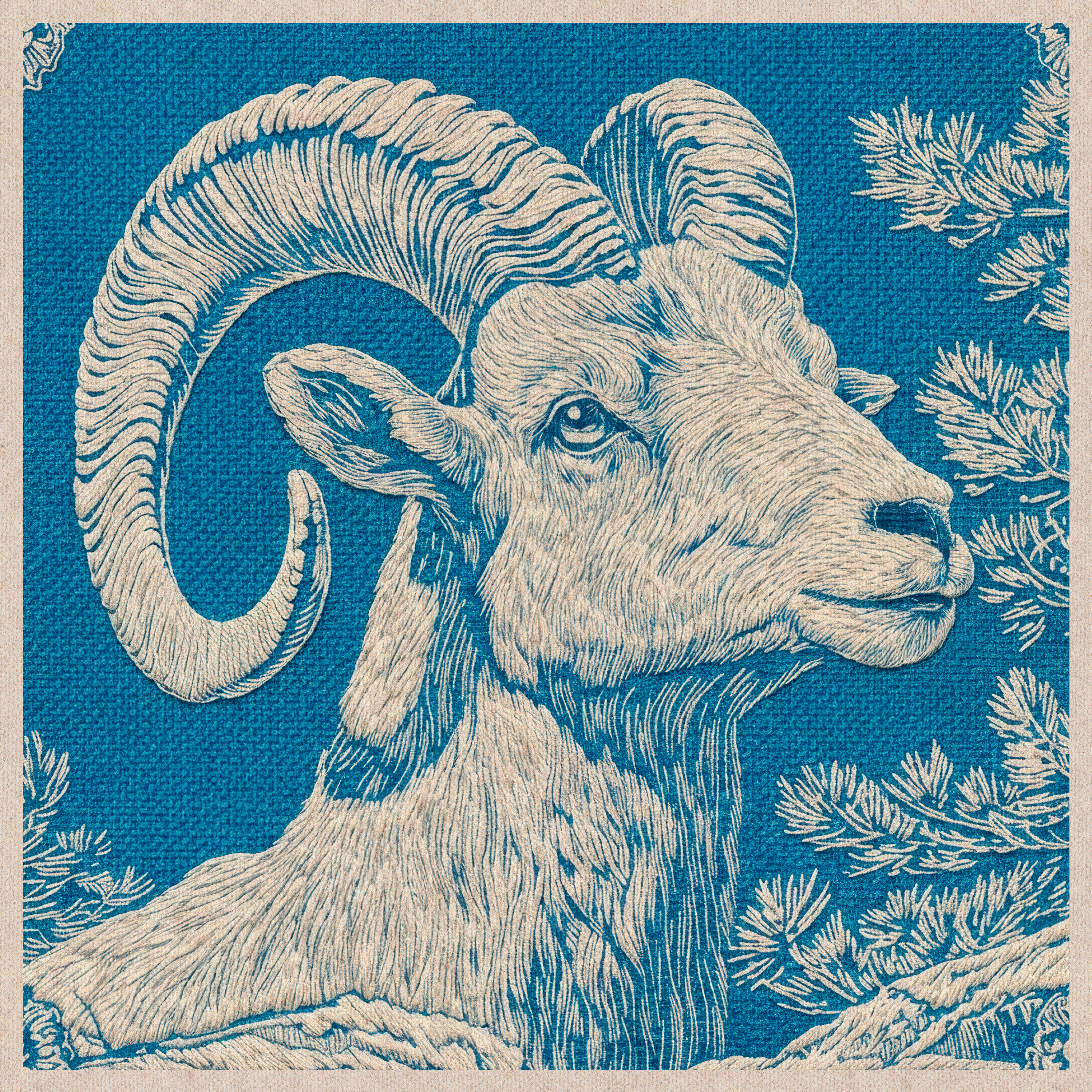 Desert Bighorn Sheep