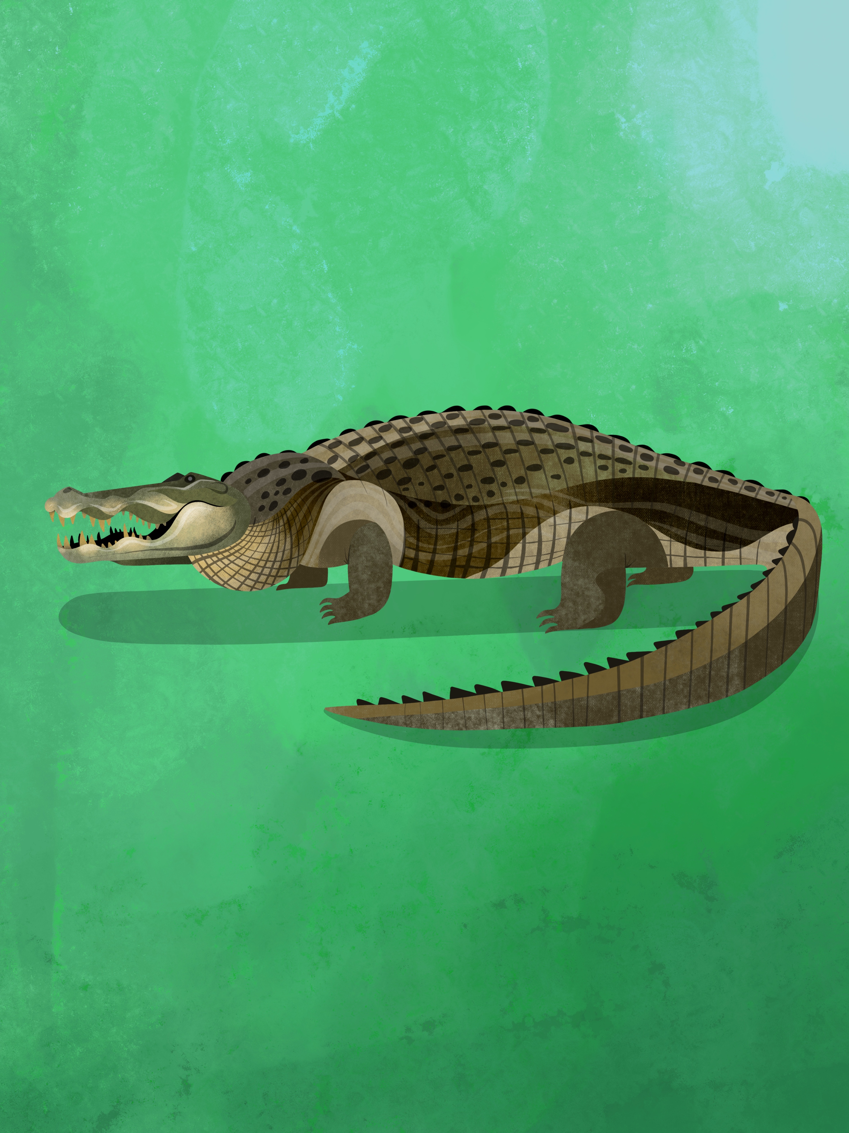 Crocodile