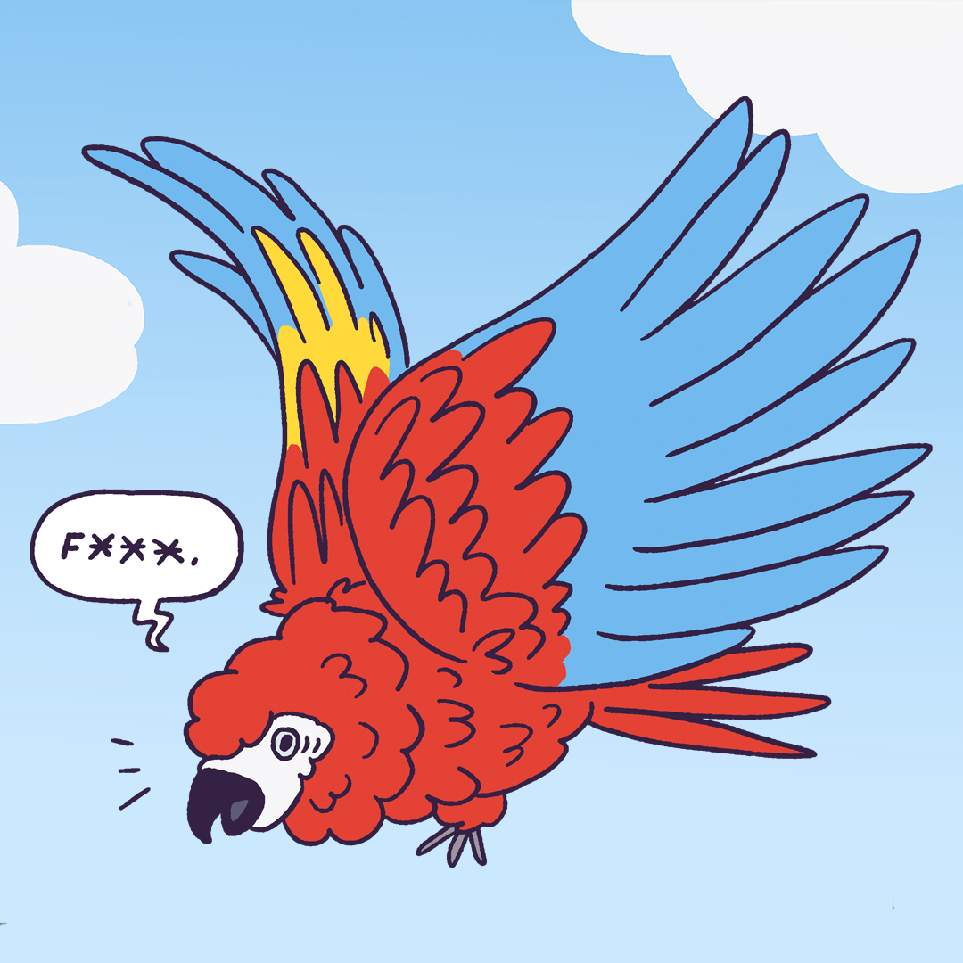 Macaw #742