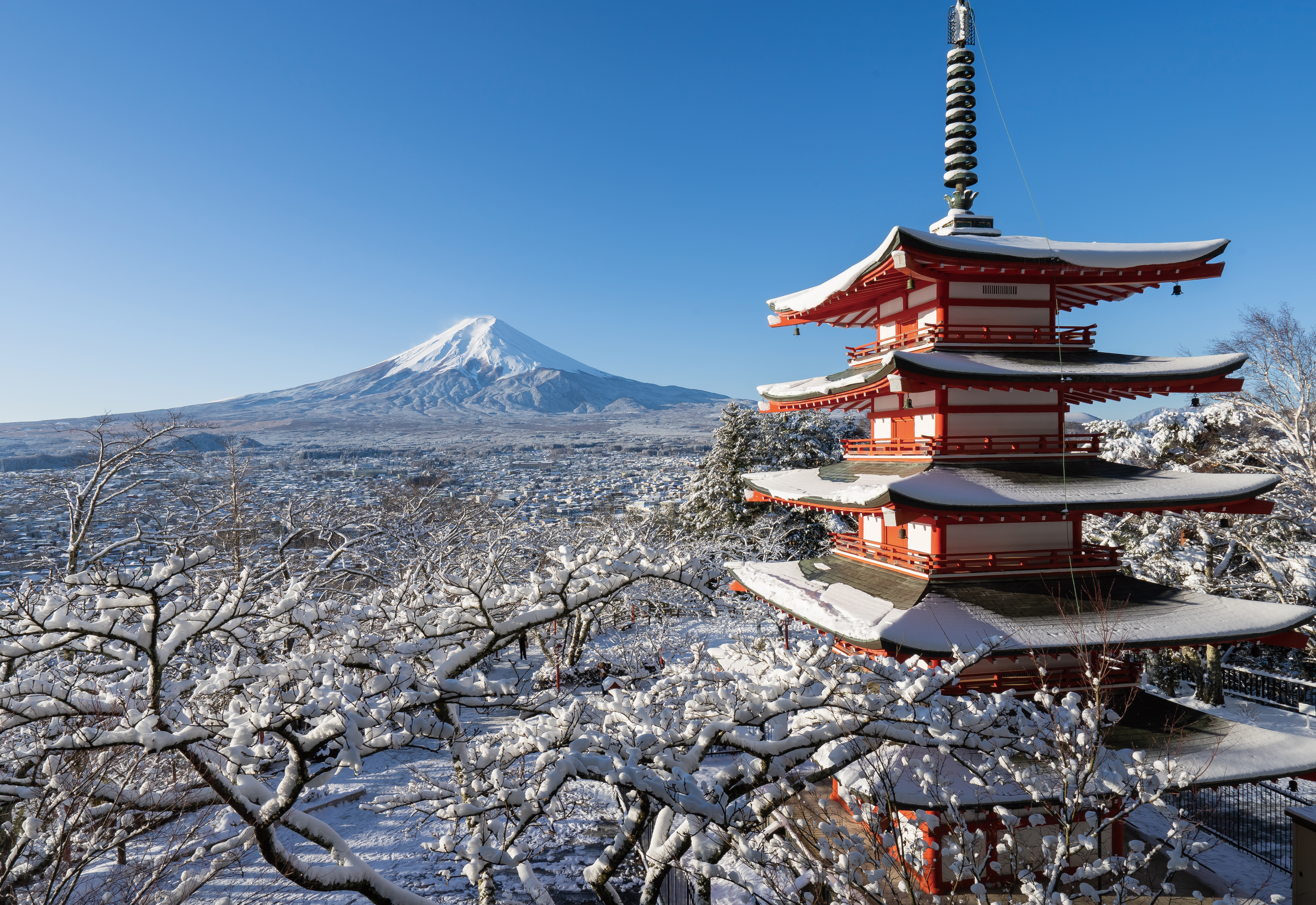 Snow cherry blossoms