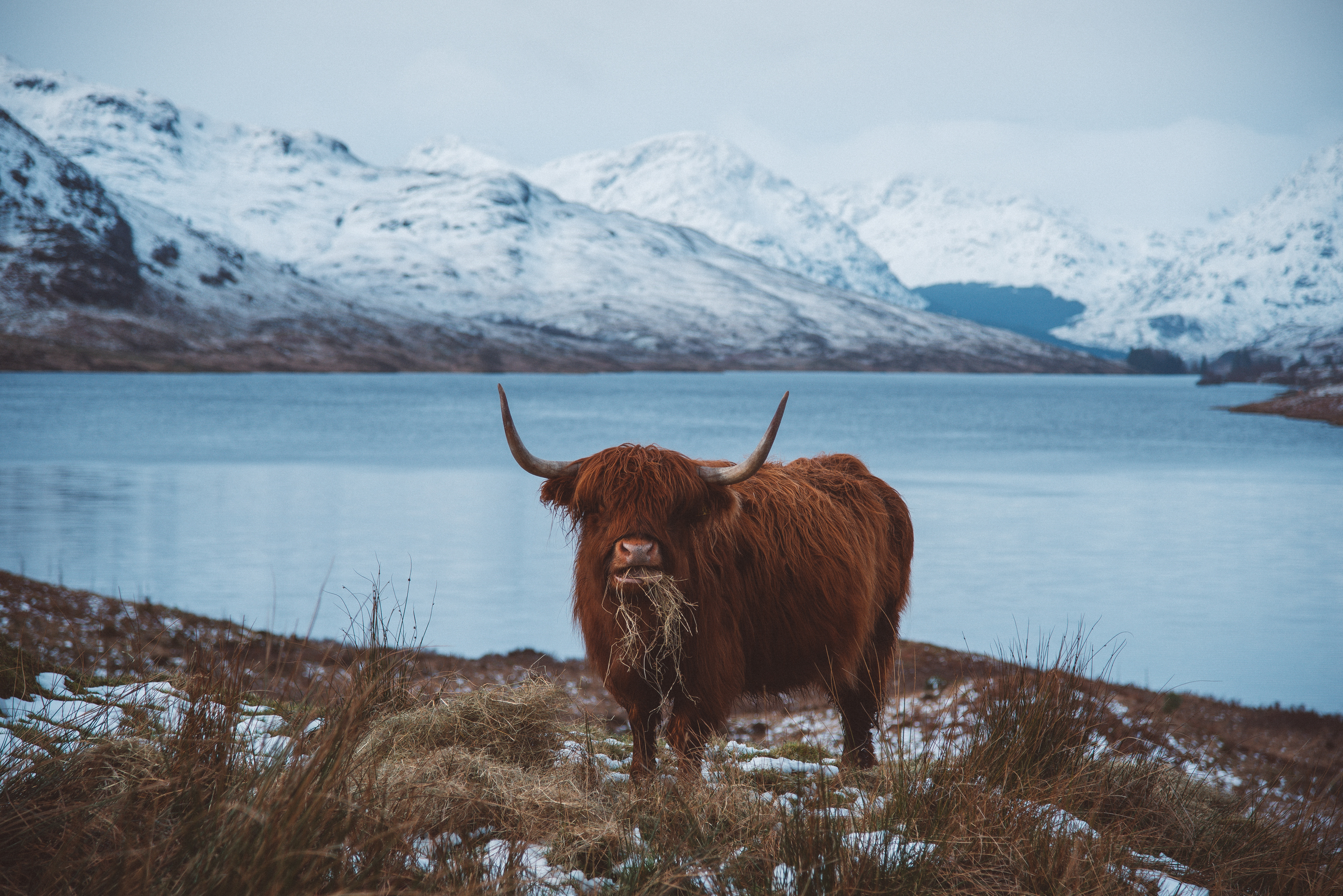 The Hungry Highlander