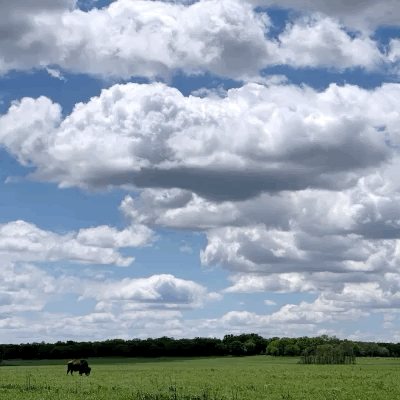 Trallgrass Prairie Transients