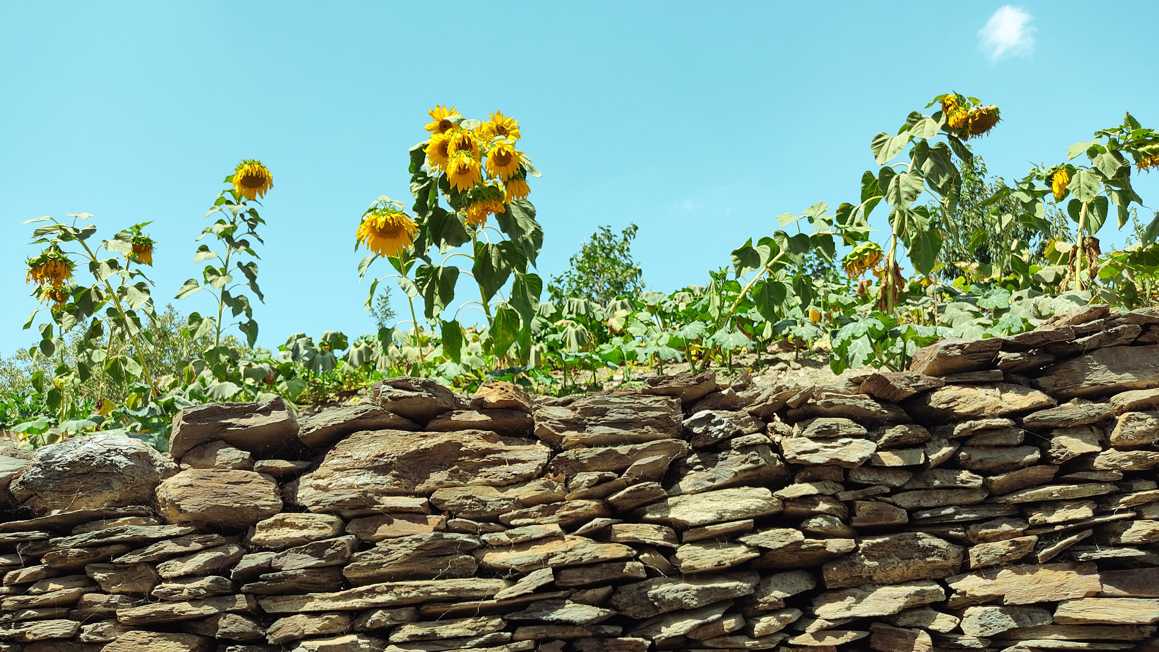 The History Station #1