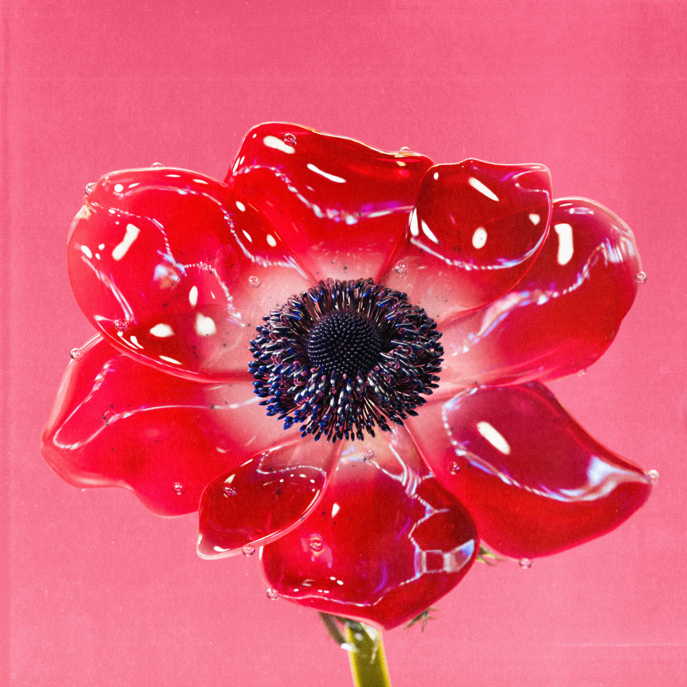 Flower #01 by Olivia Pedigo